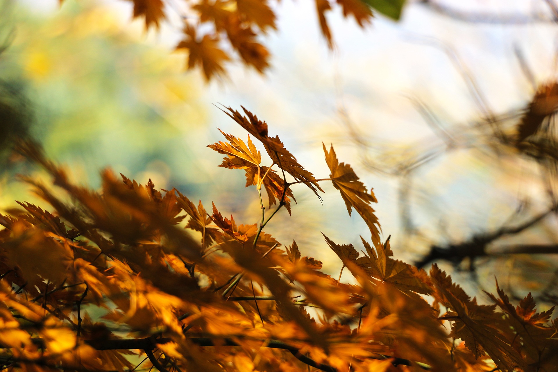 Скачать картинку Осень, Лист, Ветка, Земля/природа, Глубина Резкости в телефон бесплатно.