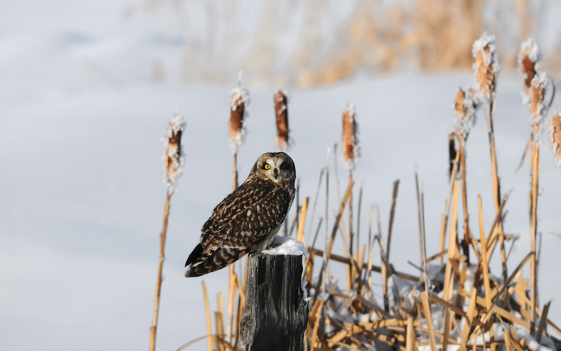 Free download wallpaper Birds, Owl, Animal on your PC desktop