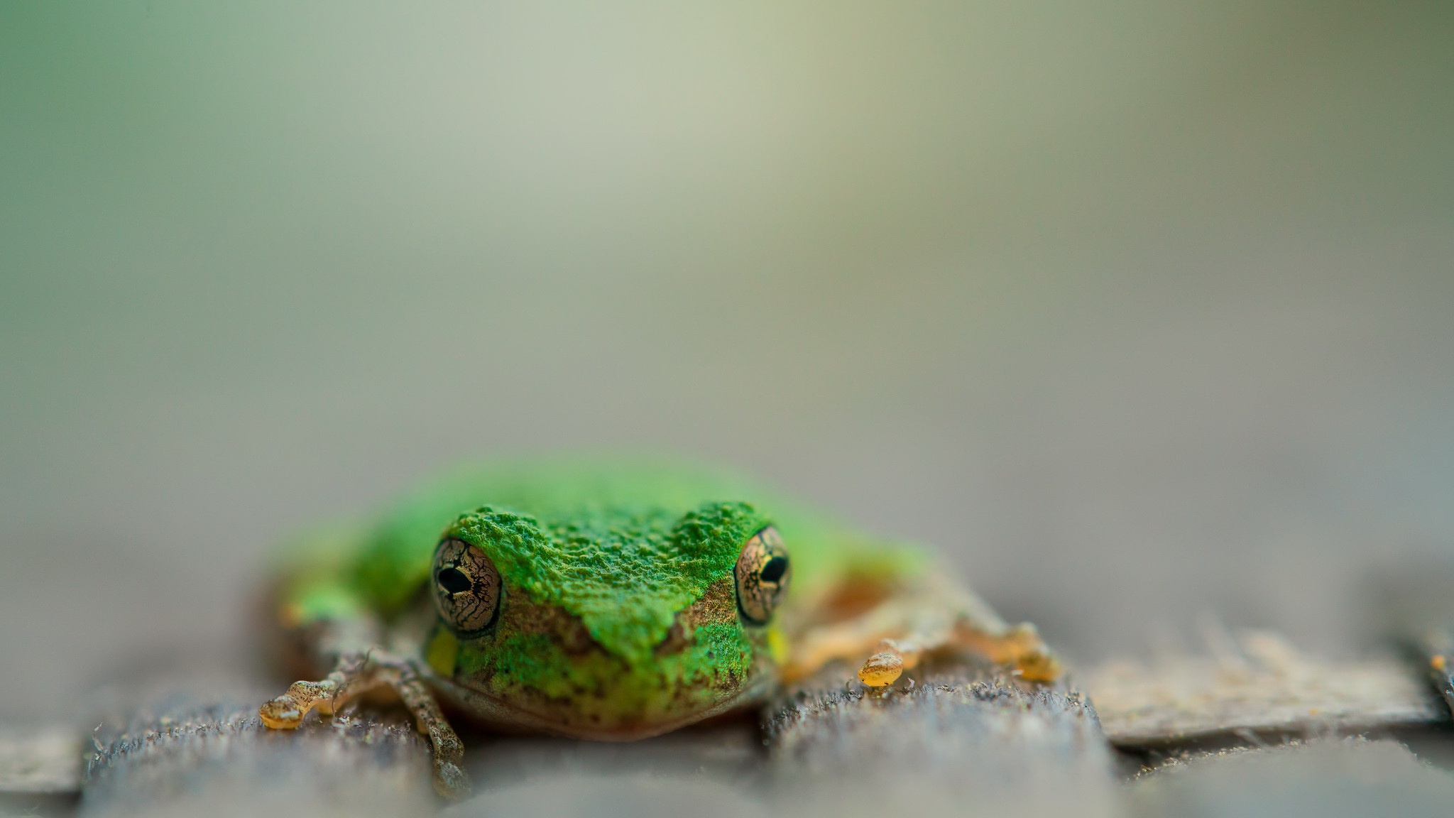 Download mobile wallpaper Frogs, Animal, Frog, Amphibian for free.