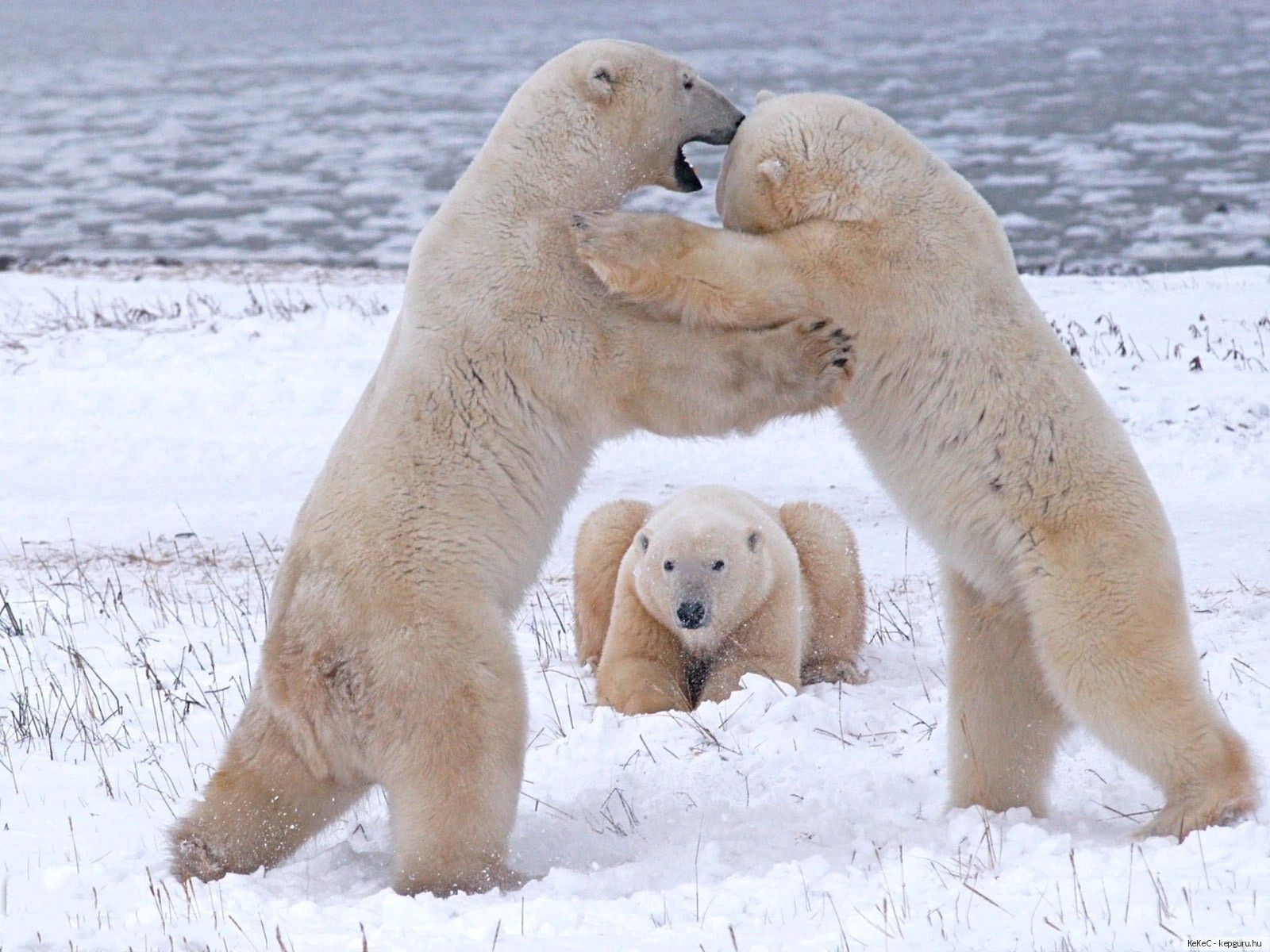 123964 télécharger le fond d'écran ours polaires, animaux, troupeau, combat, se battre, des ours blancs - économiseurs d'écran et images gratuitement