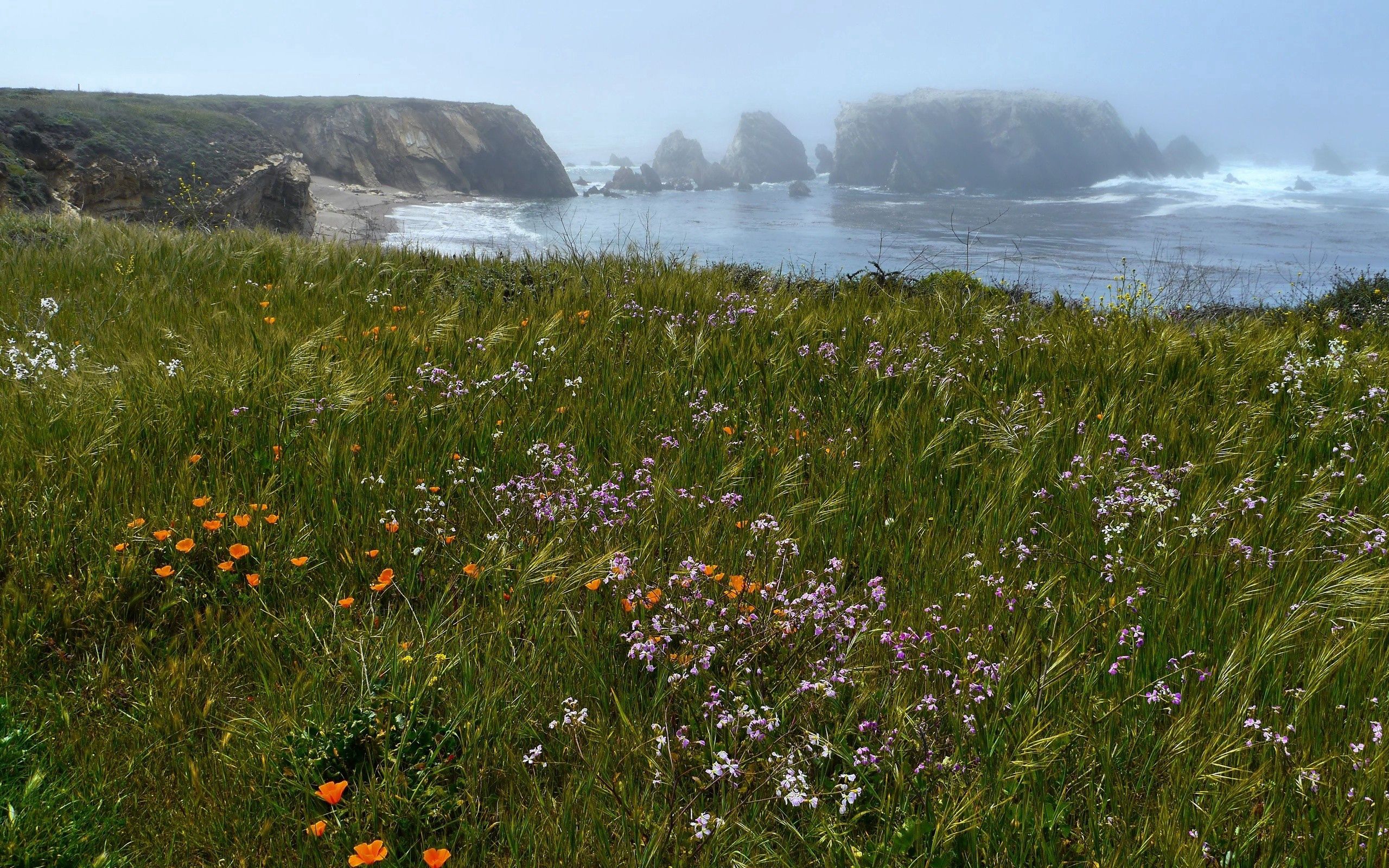 Free download wallpaper Grass, Rocks, Nature, Flowers, Sea on your PC desktop