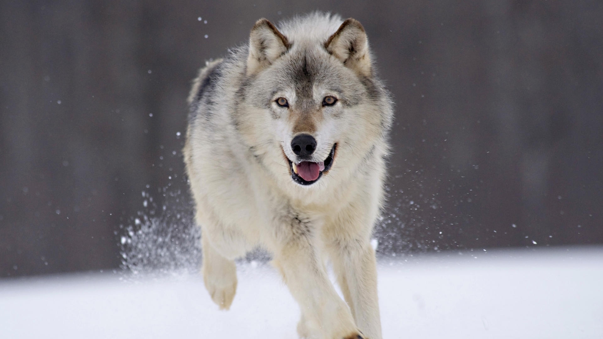 wolfs, animals, gray Free Stock Photo