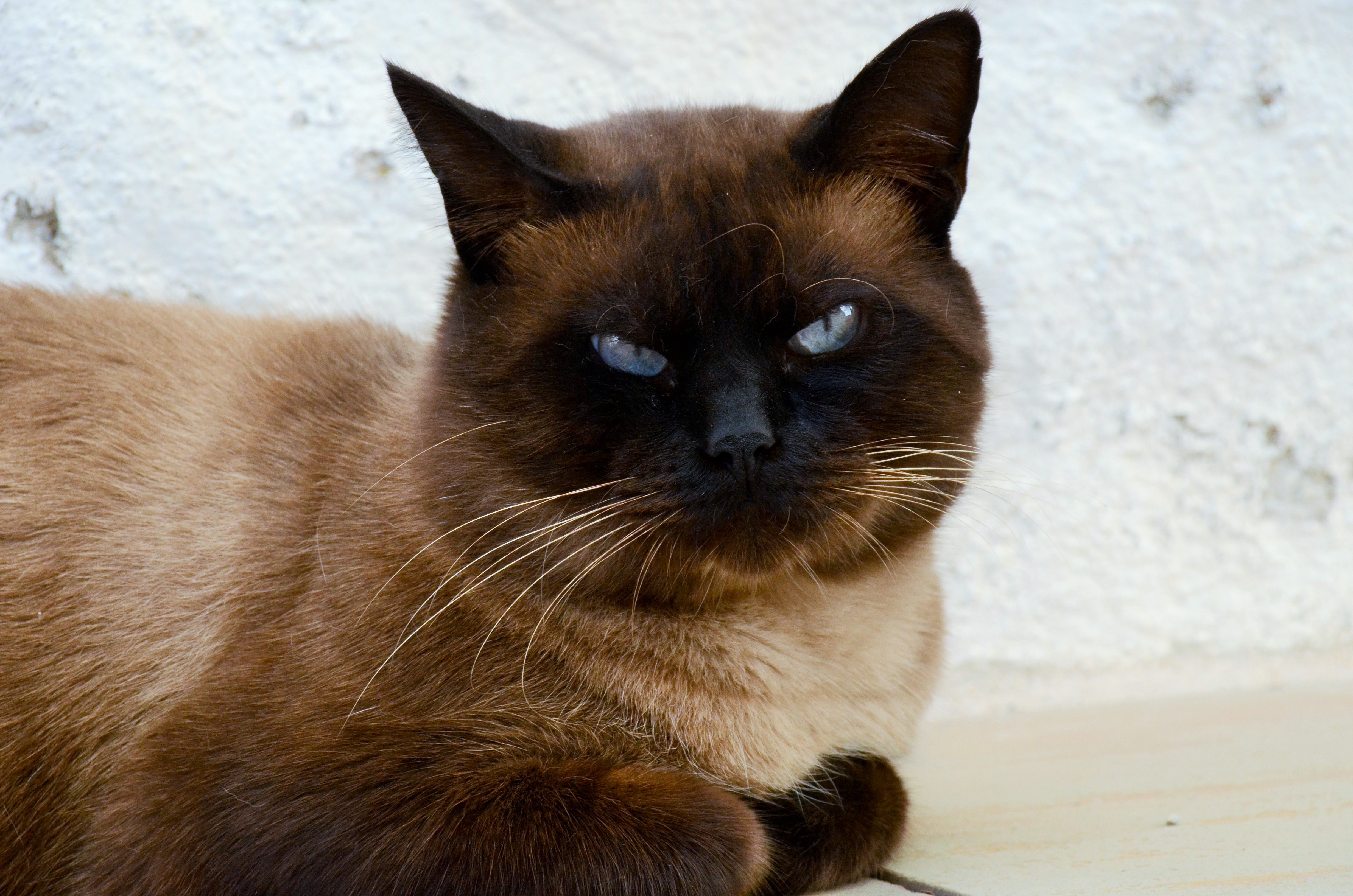 Laden Sie das Siamesische Katze, Siamkatze, Schnauze, Schön, Der Kater, Tiere, Katze-Bild kostenlos auf Ihren PC-Desktop herunter