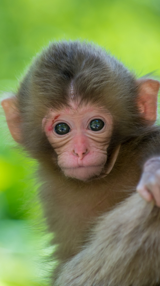 Download mobile wallpaper Animal, Macaque for free.