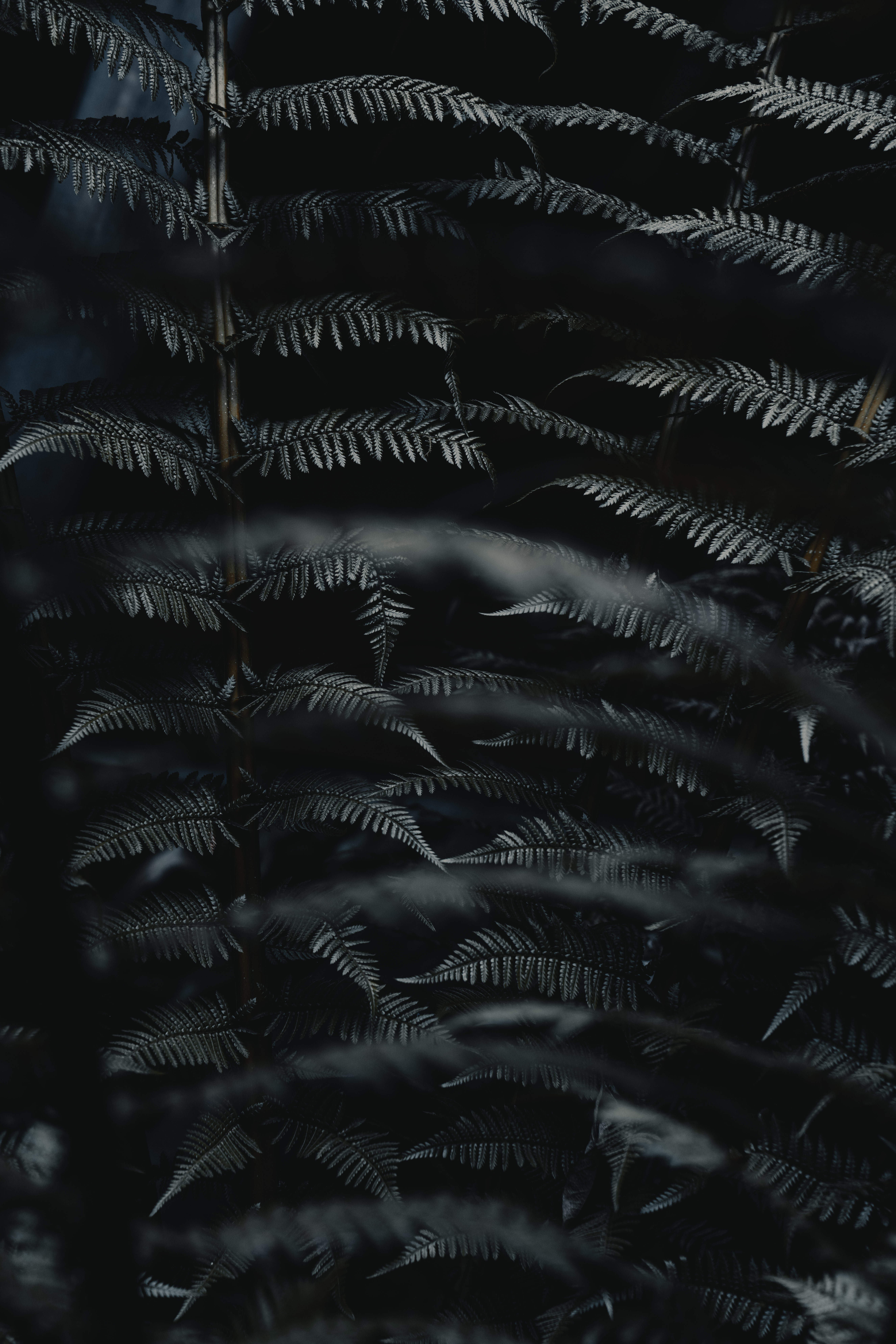 leaves, black, plant, macro, fern, carved, branch 1080p