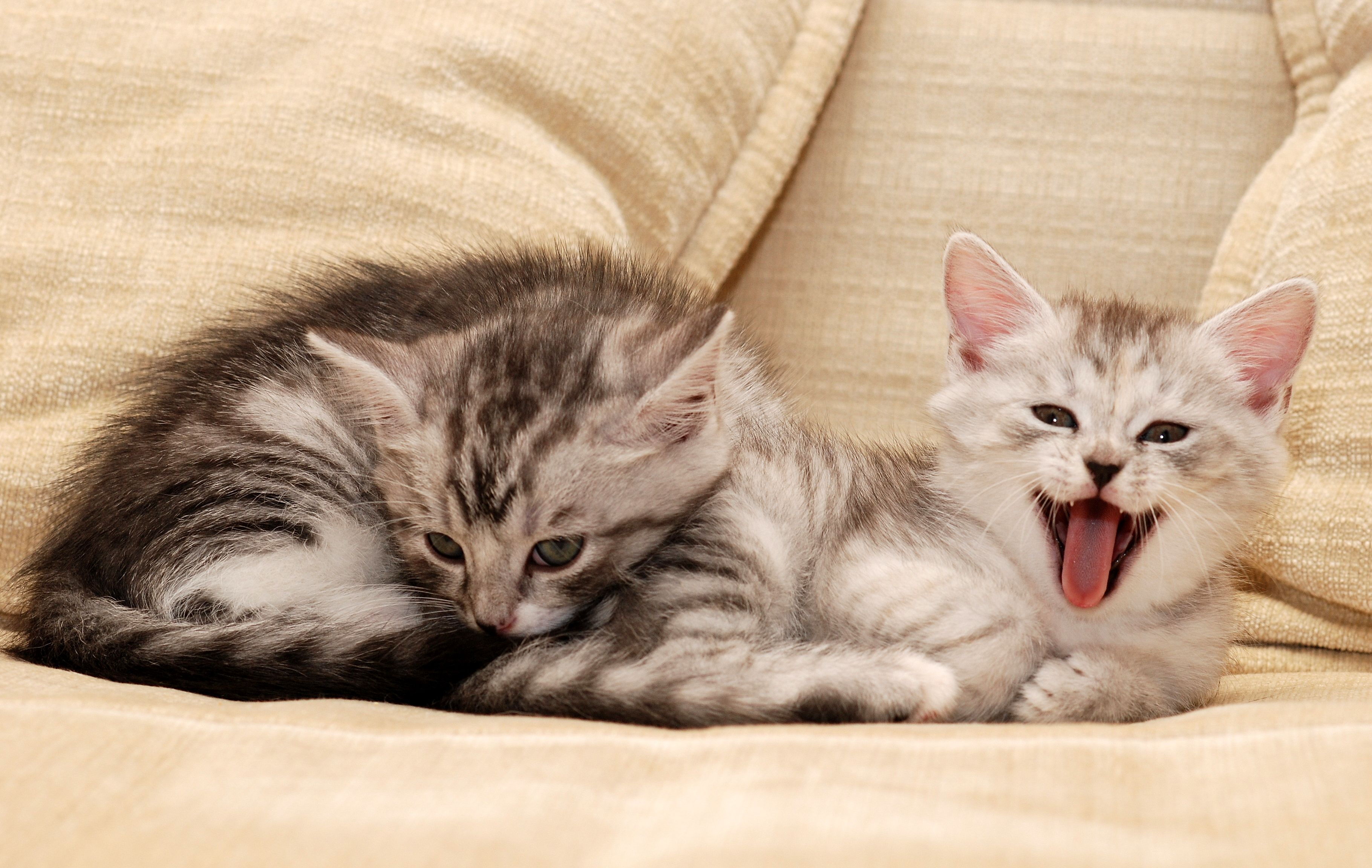 Baixe gratuitamente a imagem Animais, Gatos, Gato na área de trabalho do seu PC