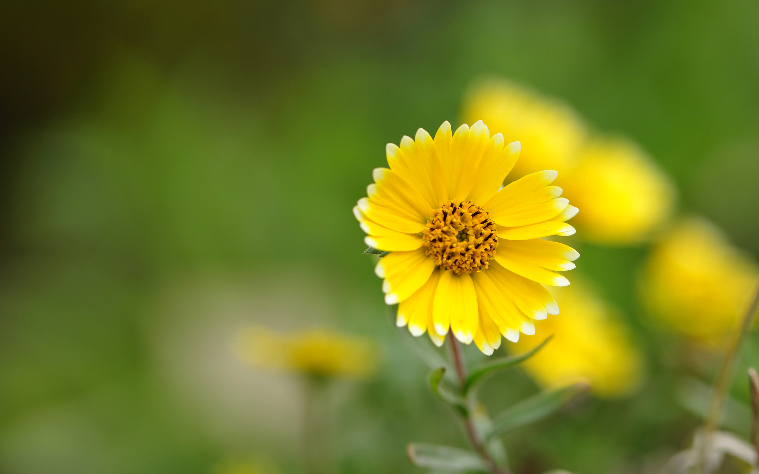 Download mobile wallpaper Nature, Flowers, Flower, Macro, Blur, Close Up, Earth, Yellow Flower for free.