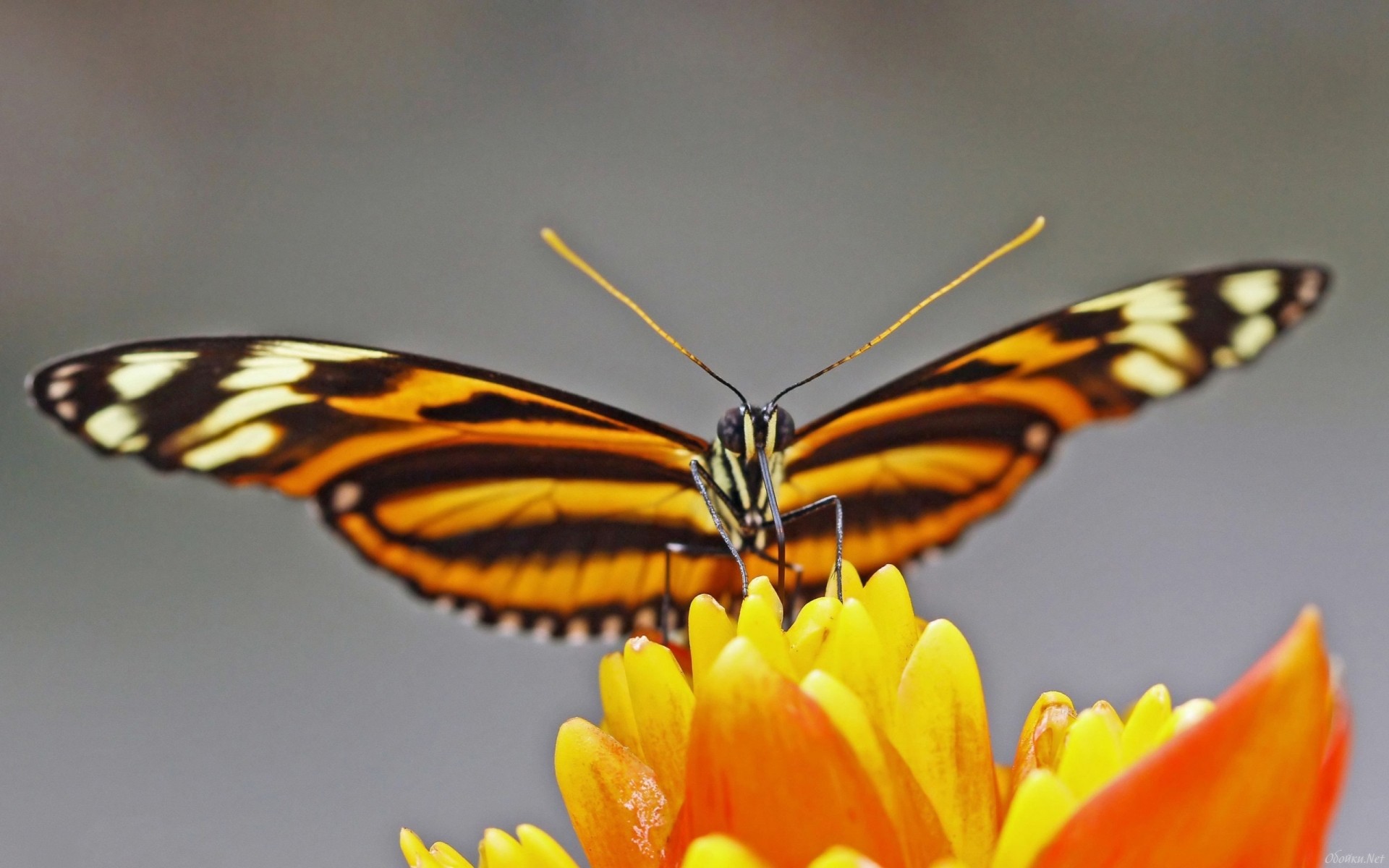 Free download wallpaper Butterfly, Animal on your PC desktop