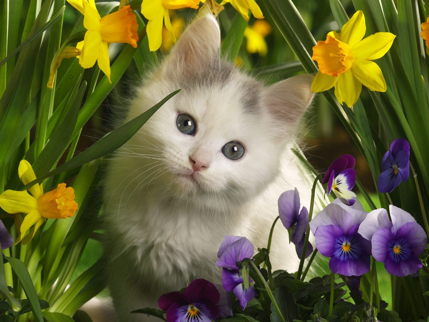 35986 descargar imagen gatos, animales, amarillo: fondos de pantalla y protectores de pantalla gratis