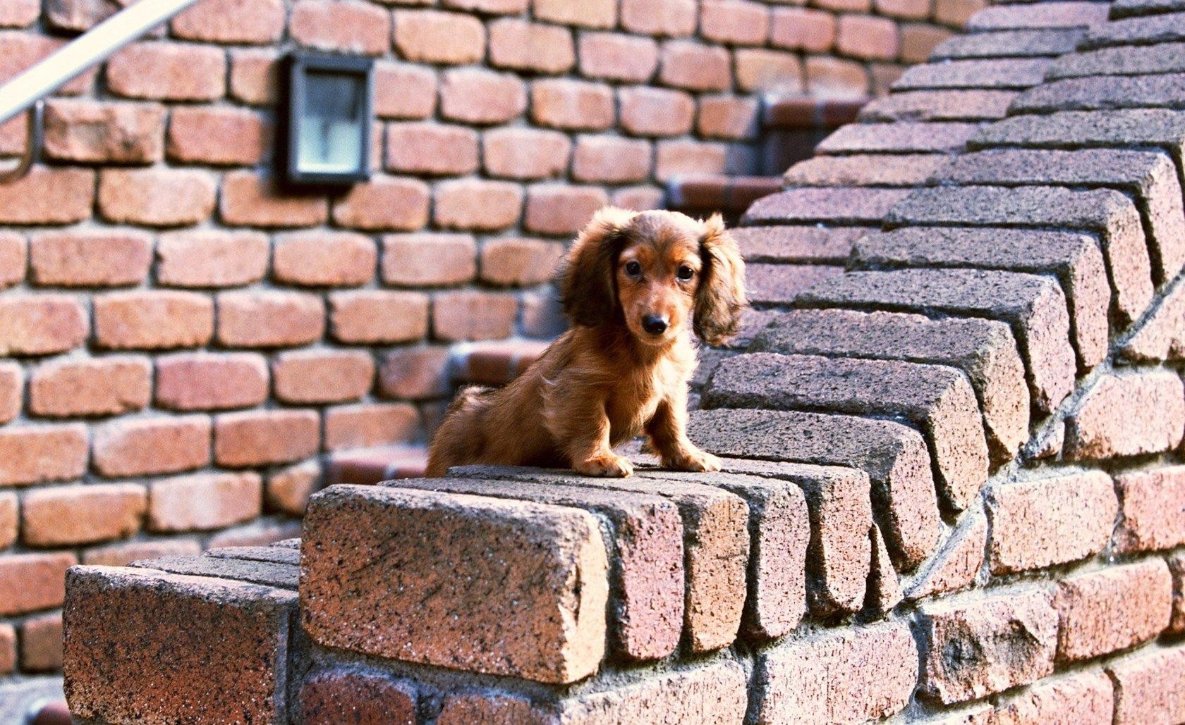 Download mobile wallpaper Ears, Sit, Animals, Puppy, Bricks for free.