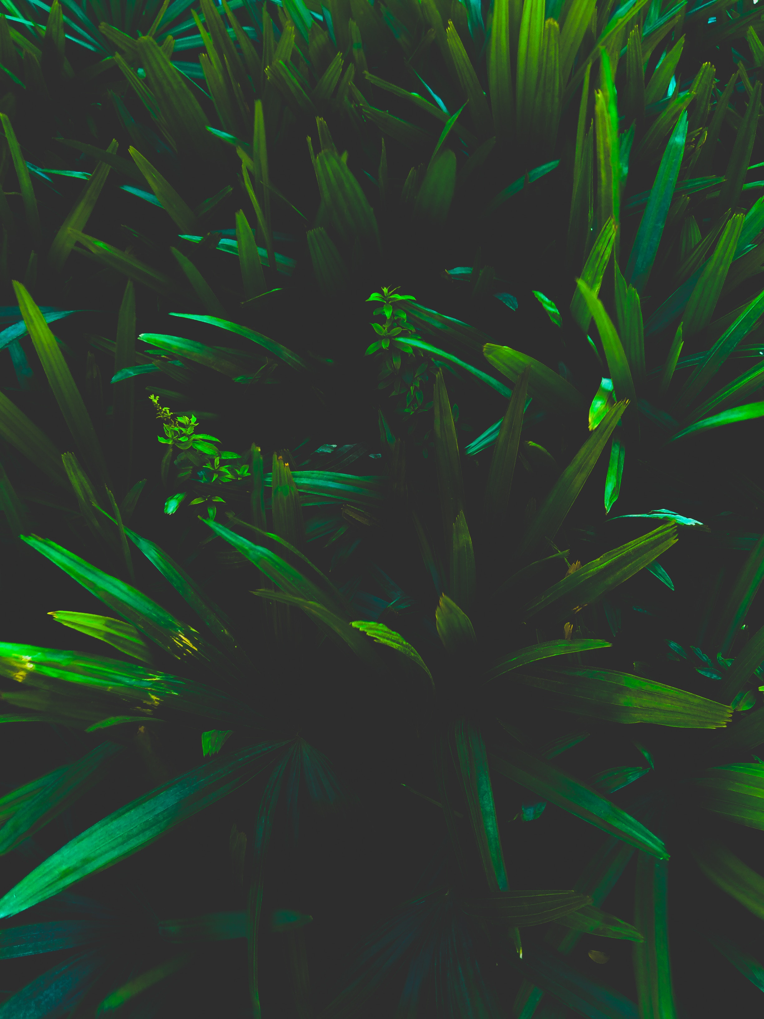 Free download wallpaper Leaves, Shadows, Nature, Grass, Plant, Dark on your PC desktop