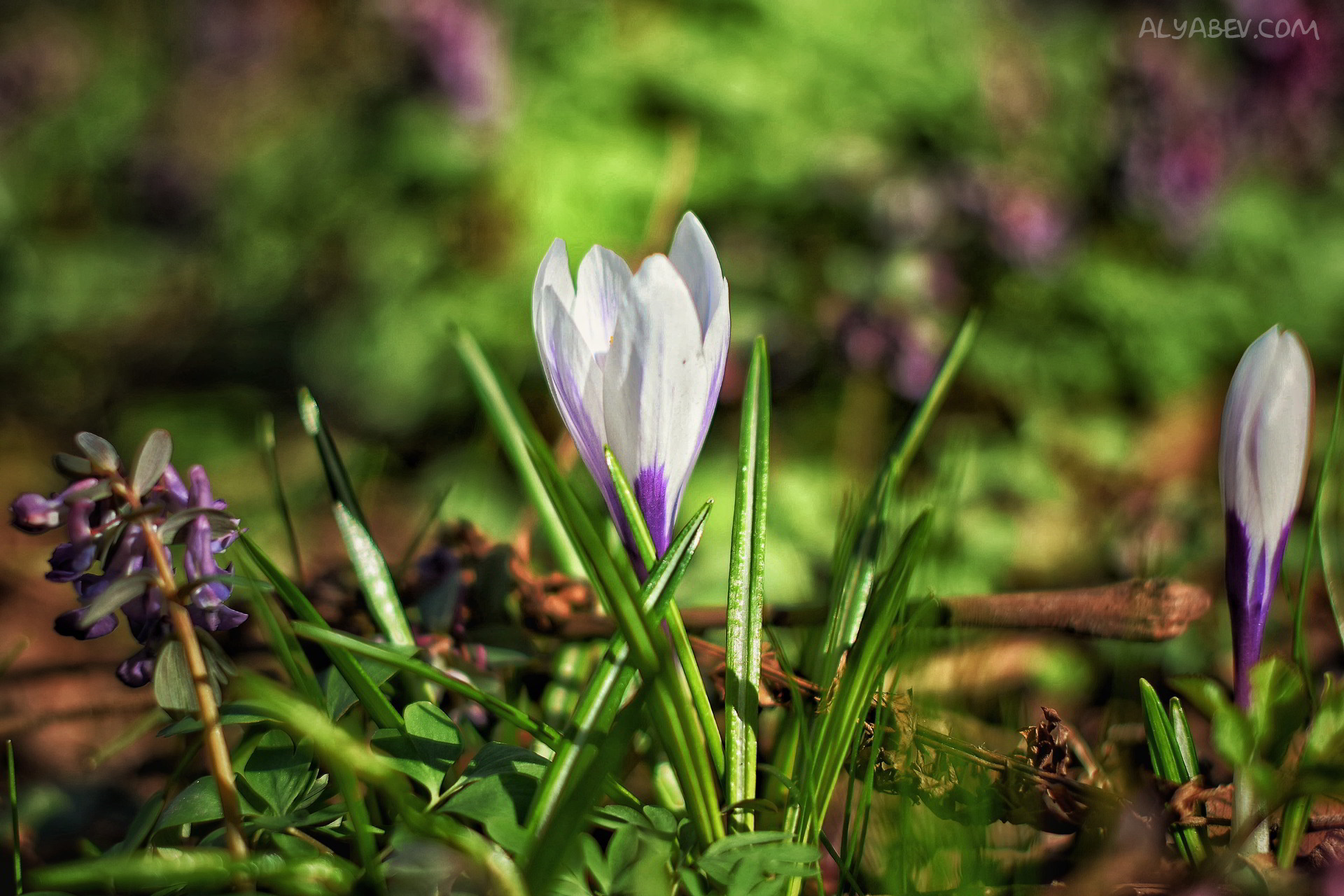 Descarga gratis la imagen Naturaleza, Flores, Flor, Primavera, Azafrán, Tierra/naturaleza, Difuminado en el escritorio de tu PC
