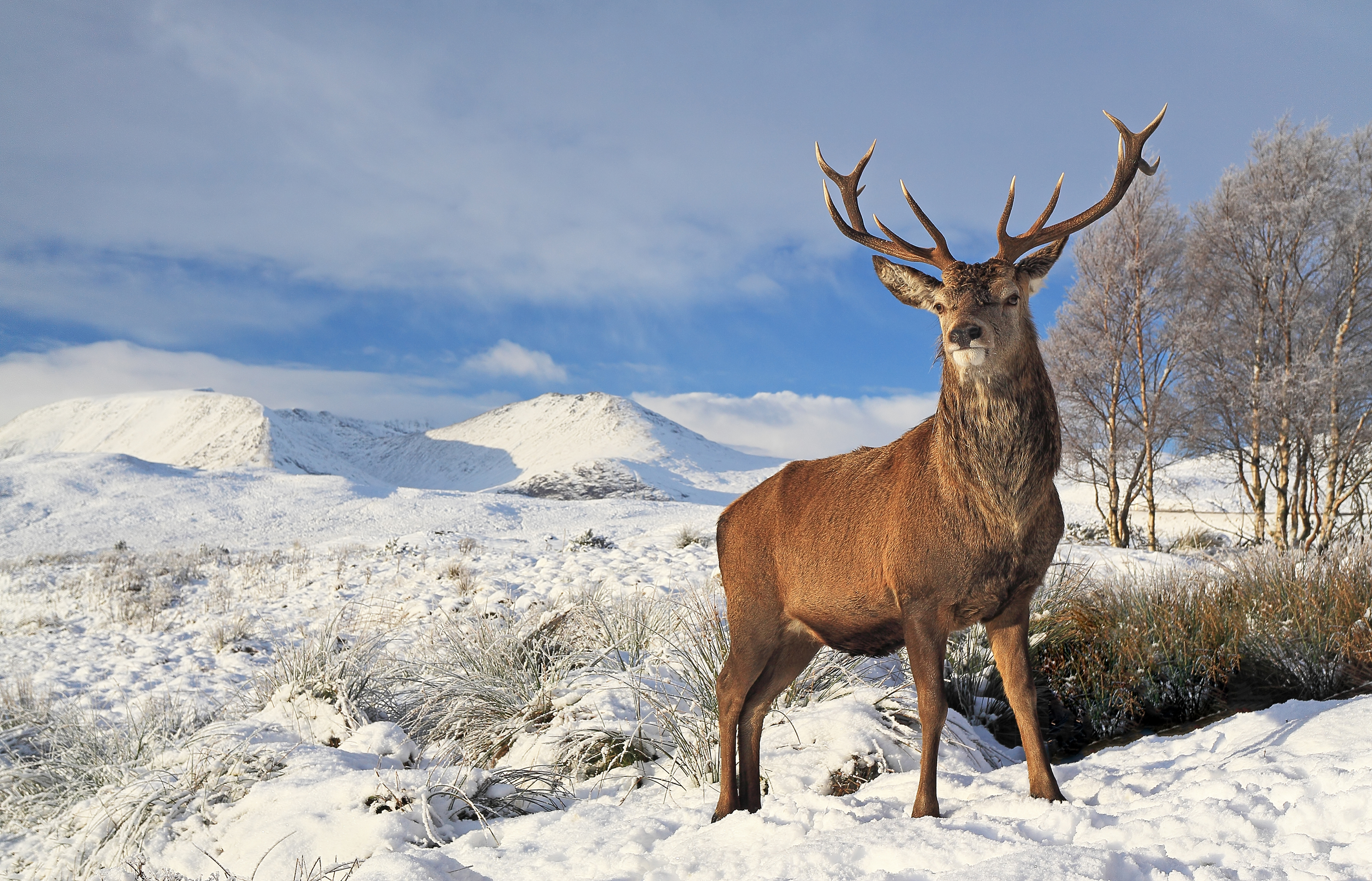 PCデスクトップに動物, 風景, 冬, 自然, 雪, 鹿画像を無料でダウンロード