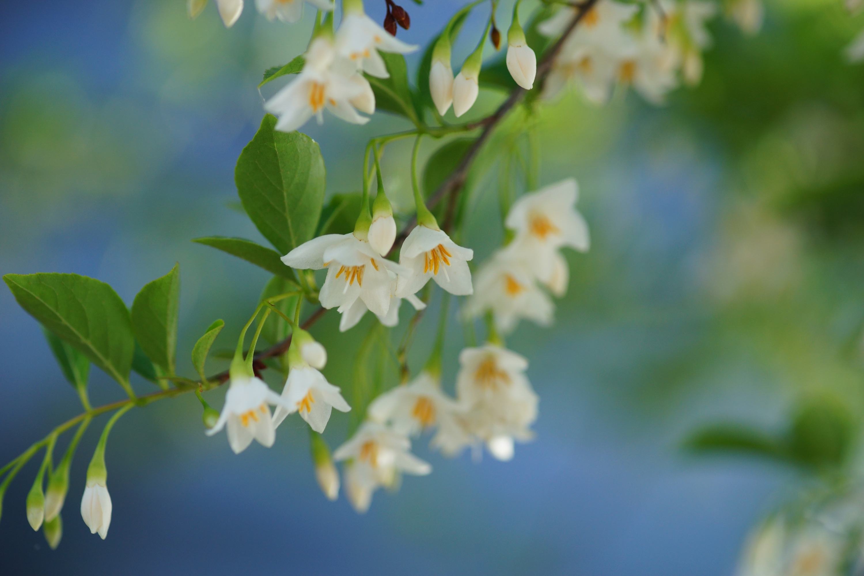 Styrax iPhone wallpapers