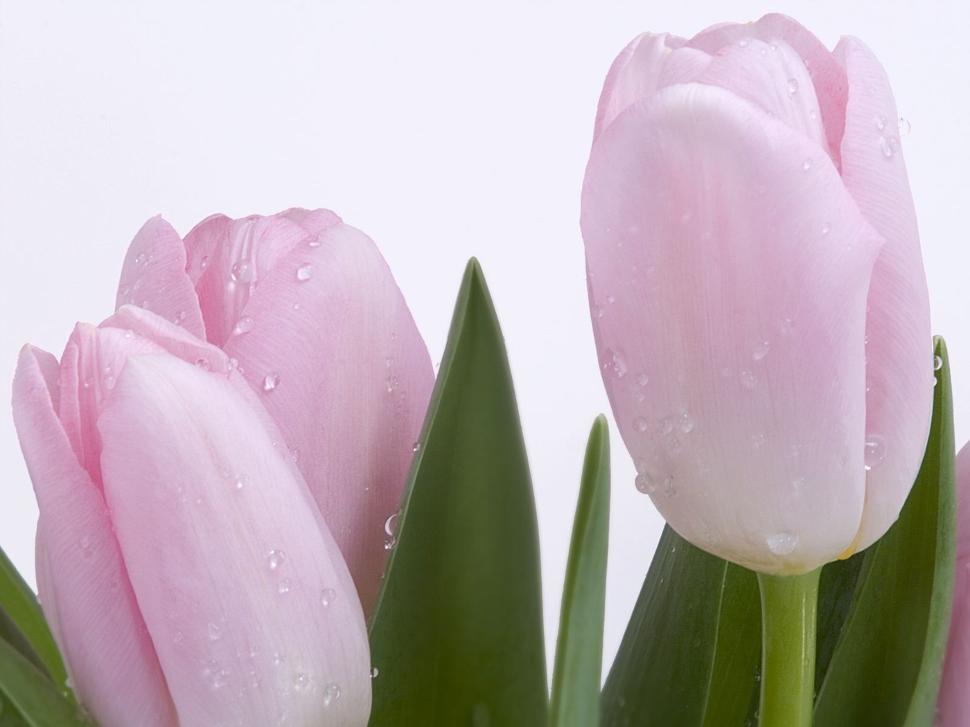 Descarga gratis la imagen Plantas, Flores, Drops, Tulipanes en el escritorio de tu PC