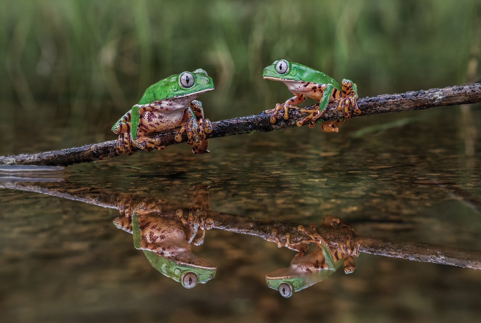 Download mobile wallpaper Frogs, Reflection, Animal, Pond, Frog, Amphibian for free.