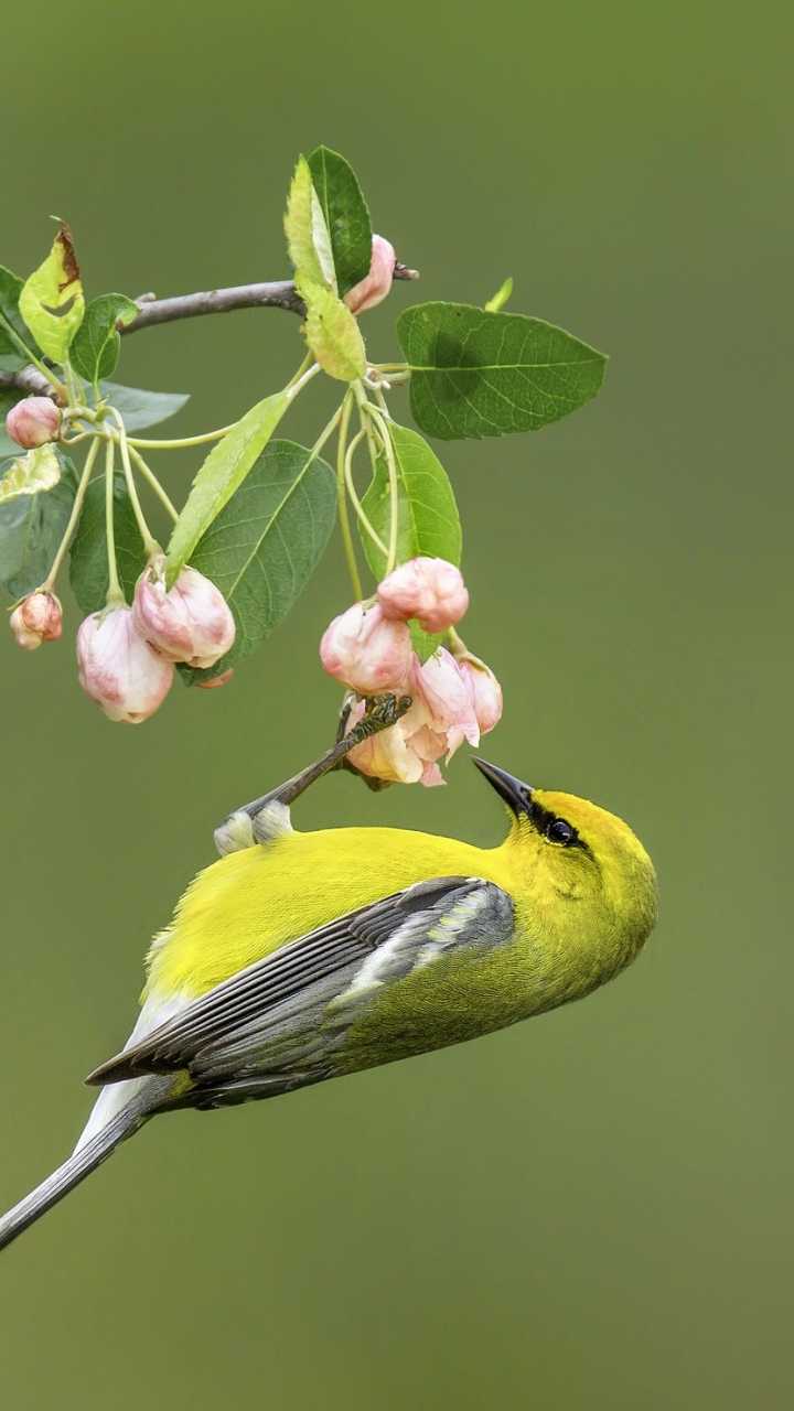 warbler, animal, flower, bird, birds phone background