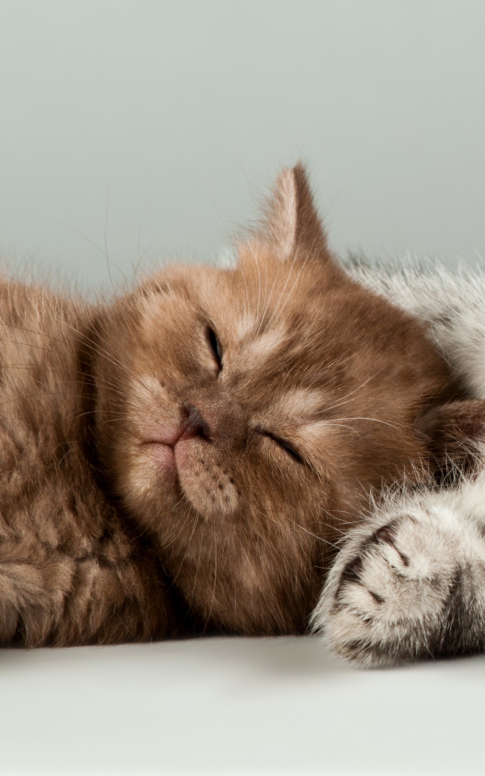 Download mobile wallpaper Cats, Cat, Animal, Sleeping for free.