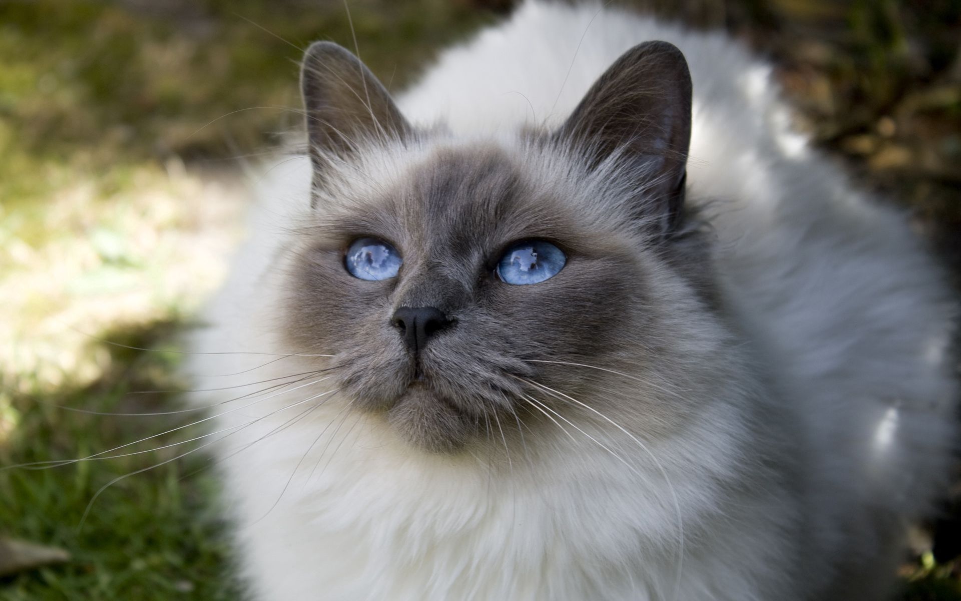 86276画像をダウンロード動物, ネコ, 猫, ふわふわ, ふかふかした, 銃口, 青い目をした, 青い目-壁紙とスクリーンセーバーを無料で