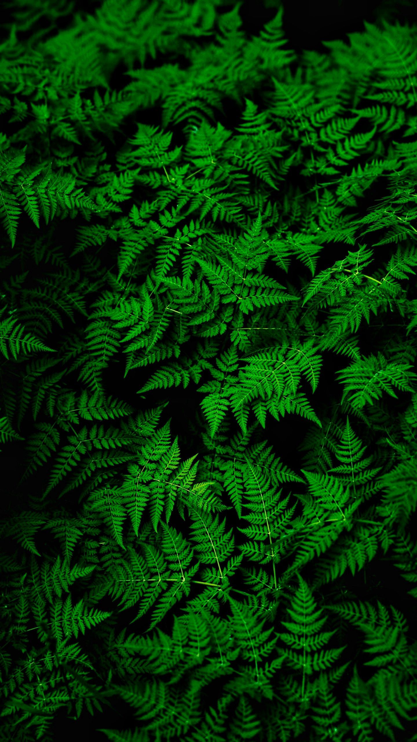 leaves, green, nature, plant, fern, thick