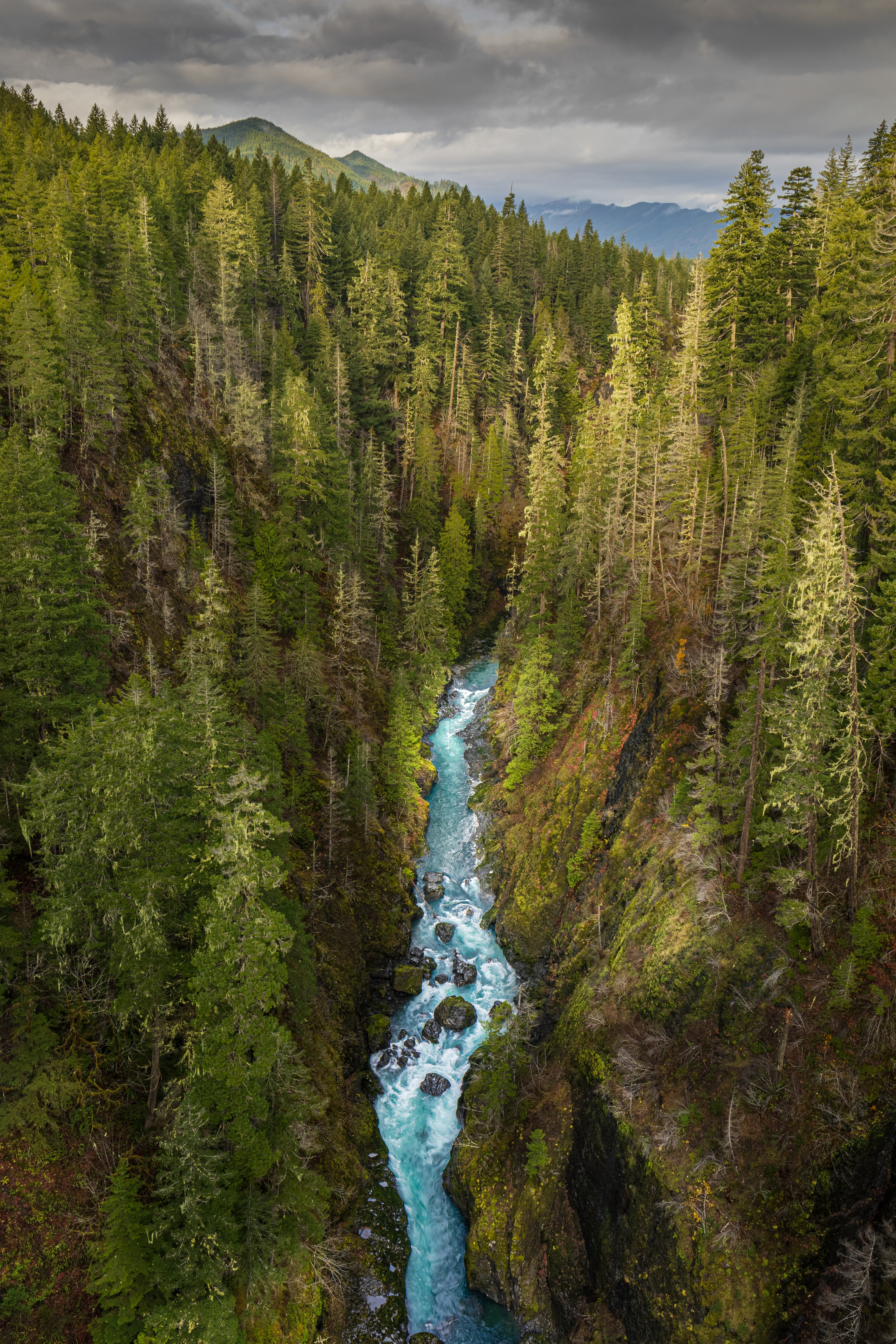 forest, nature, rivers, view from above, gorge Full HD