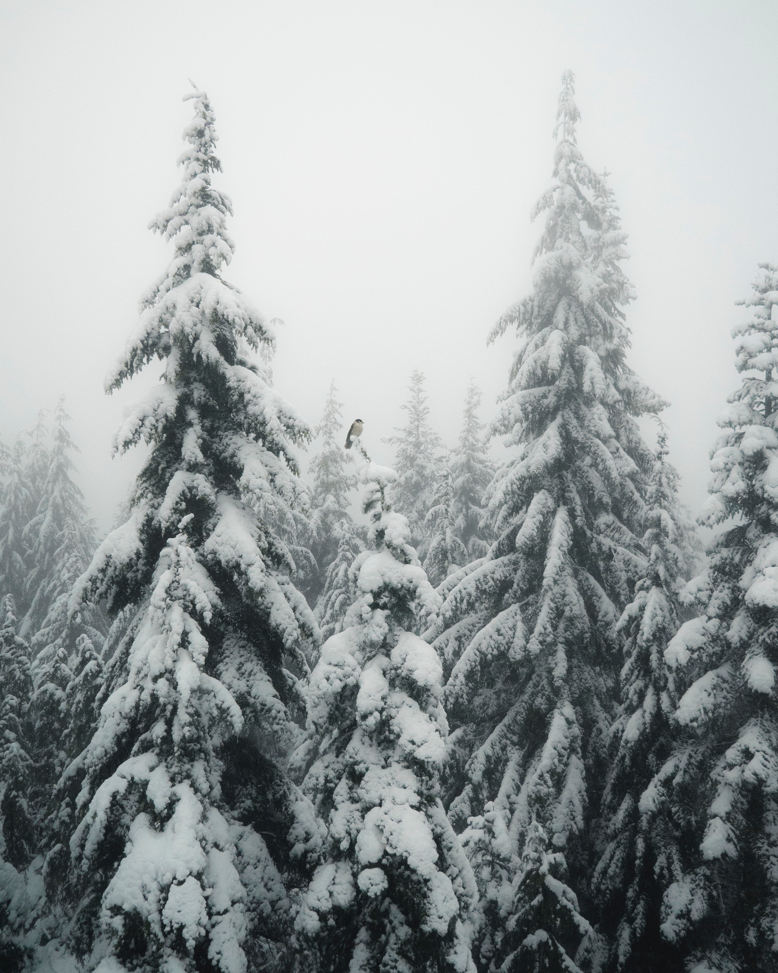 81261 скачать картинку туман, зима, природа, снег, птица, ели - обои и заставки бесплатно