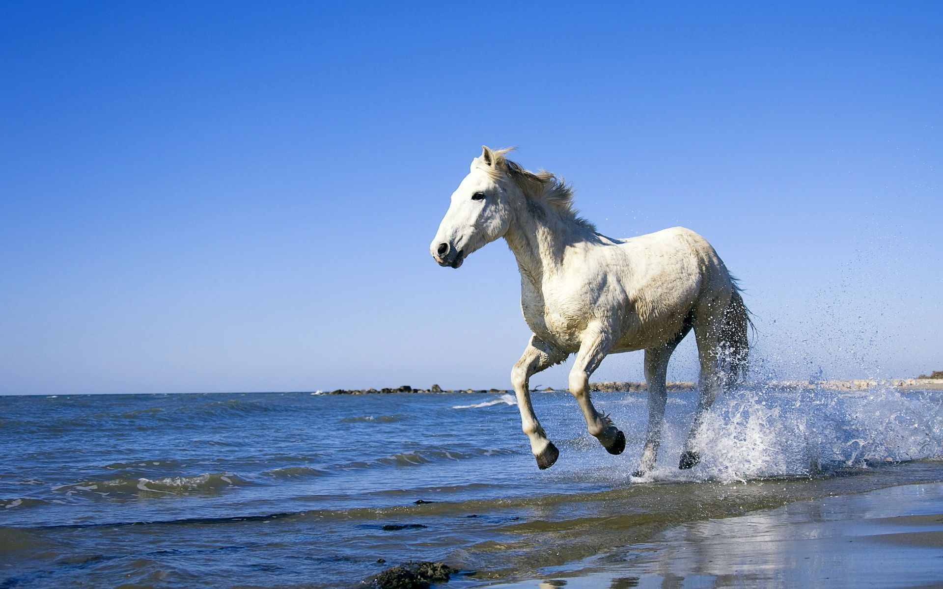 Descarga gratuita de fondo de pantalla para móvil de Animales, Caballo.