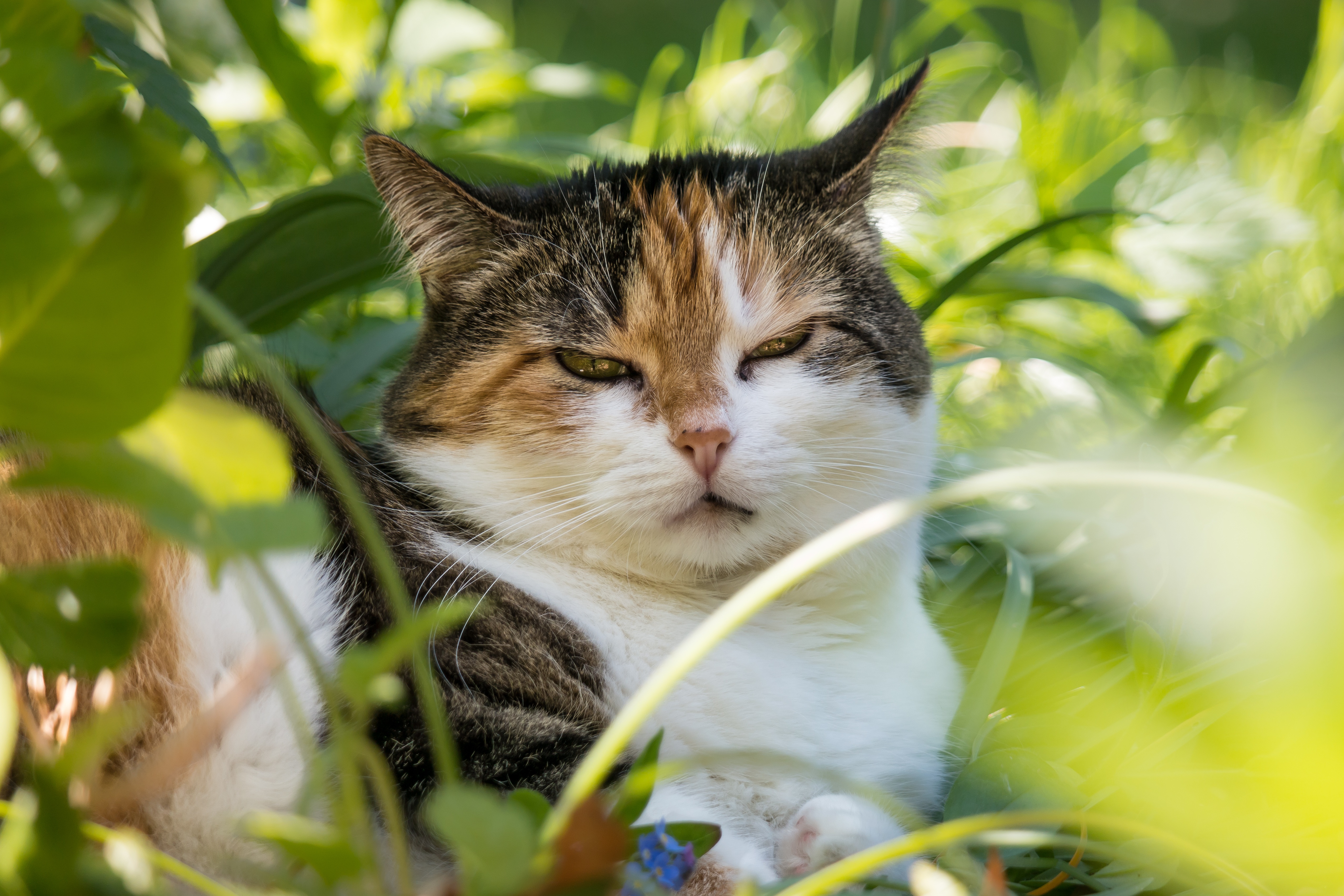 Baixar papel de parede para celular de Animais, Gatos, Gato gratuito.