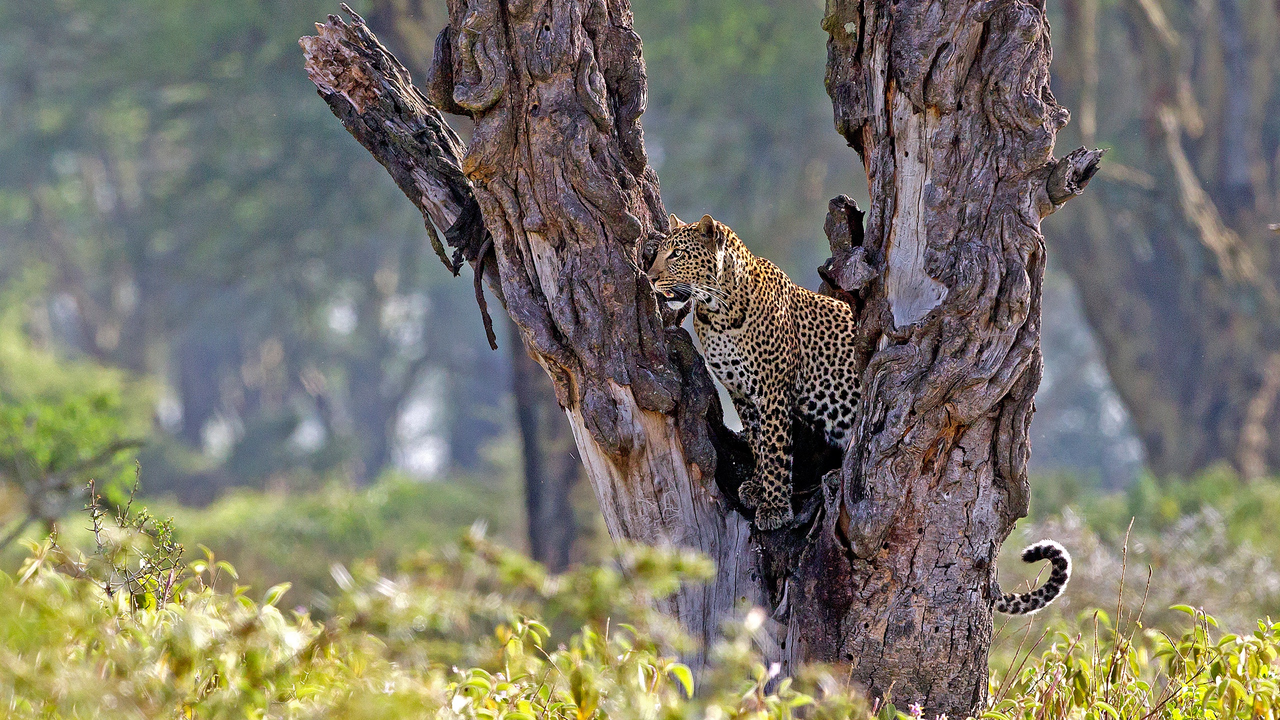 Handy-Wallpaper Tiere, Katzen, Leopard kostenlos herunterladen.