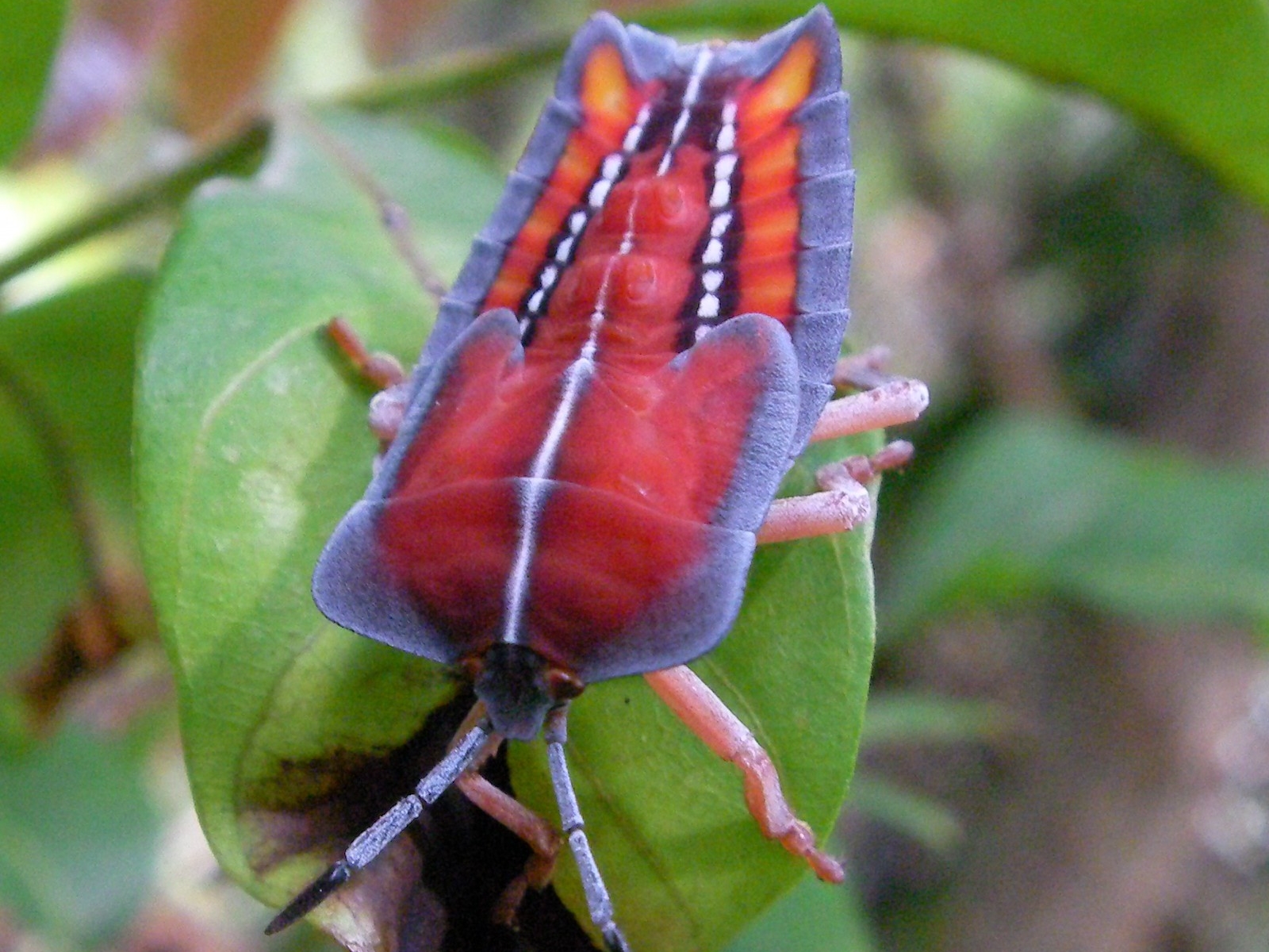 Téléchargez gratuitement l'image Animaux, Insecte sur le bureau de votre PC