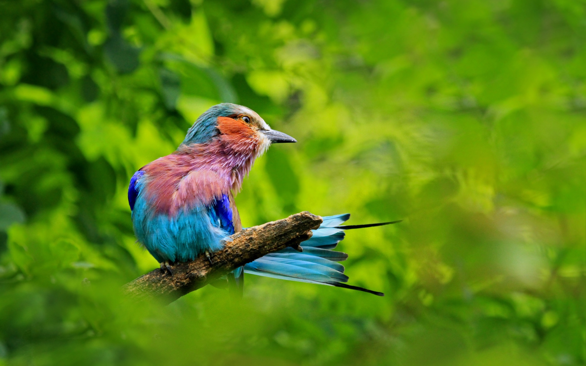 Handy-Wallpaper Tiere, Vögel, Vogel, Ast kostenlos herunterladen.