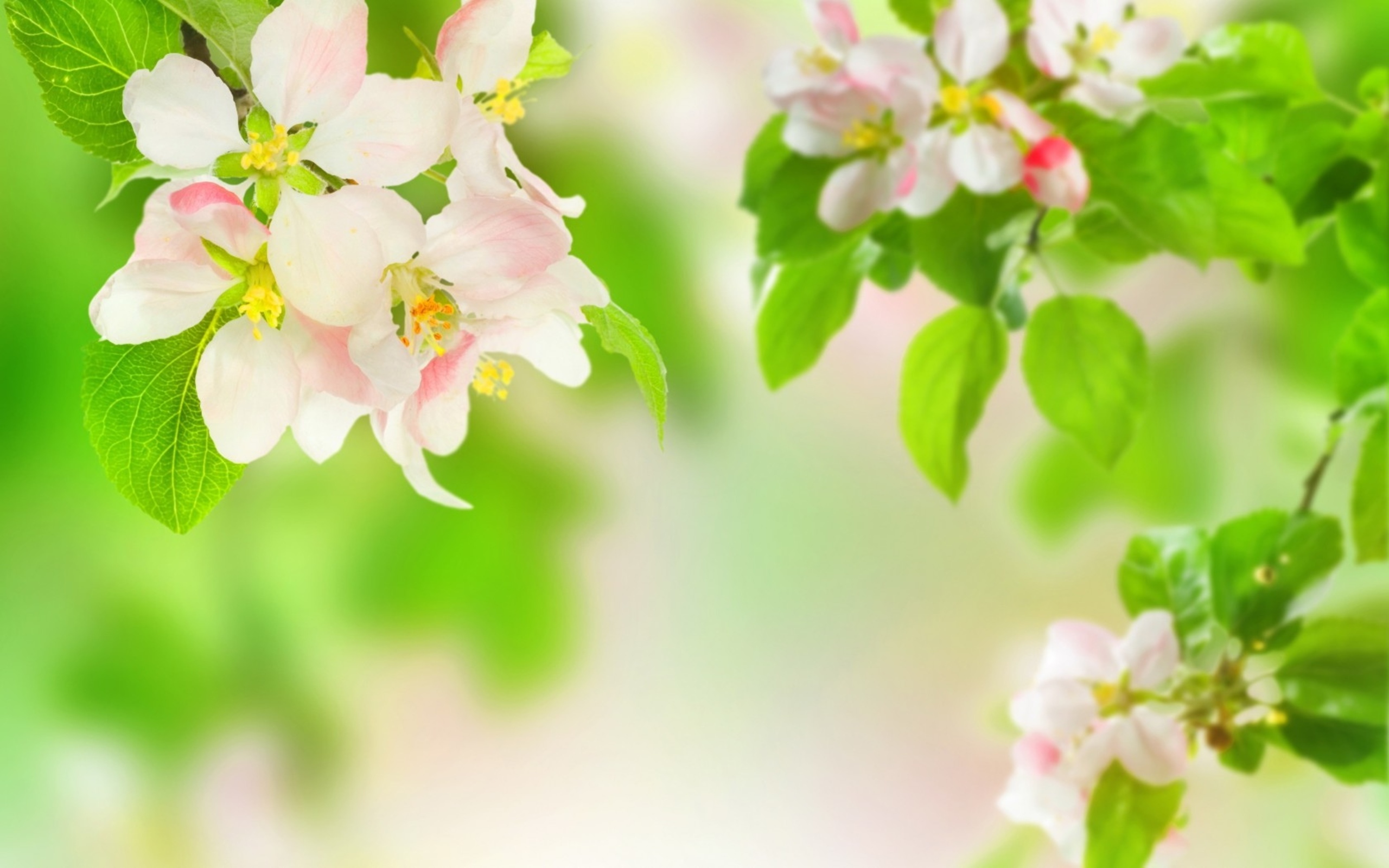 Free download wallpaper Flowers, Earth, Blossom on your PC desktop