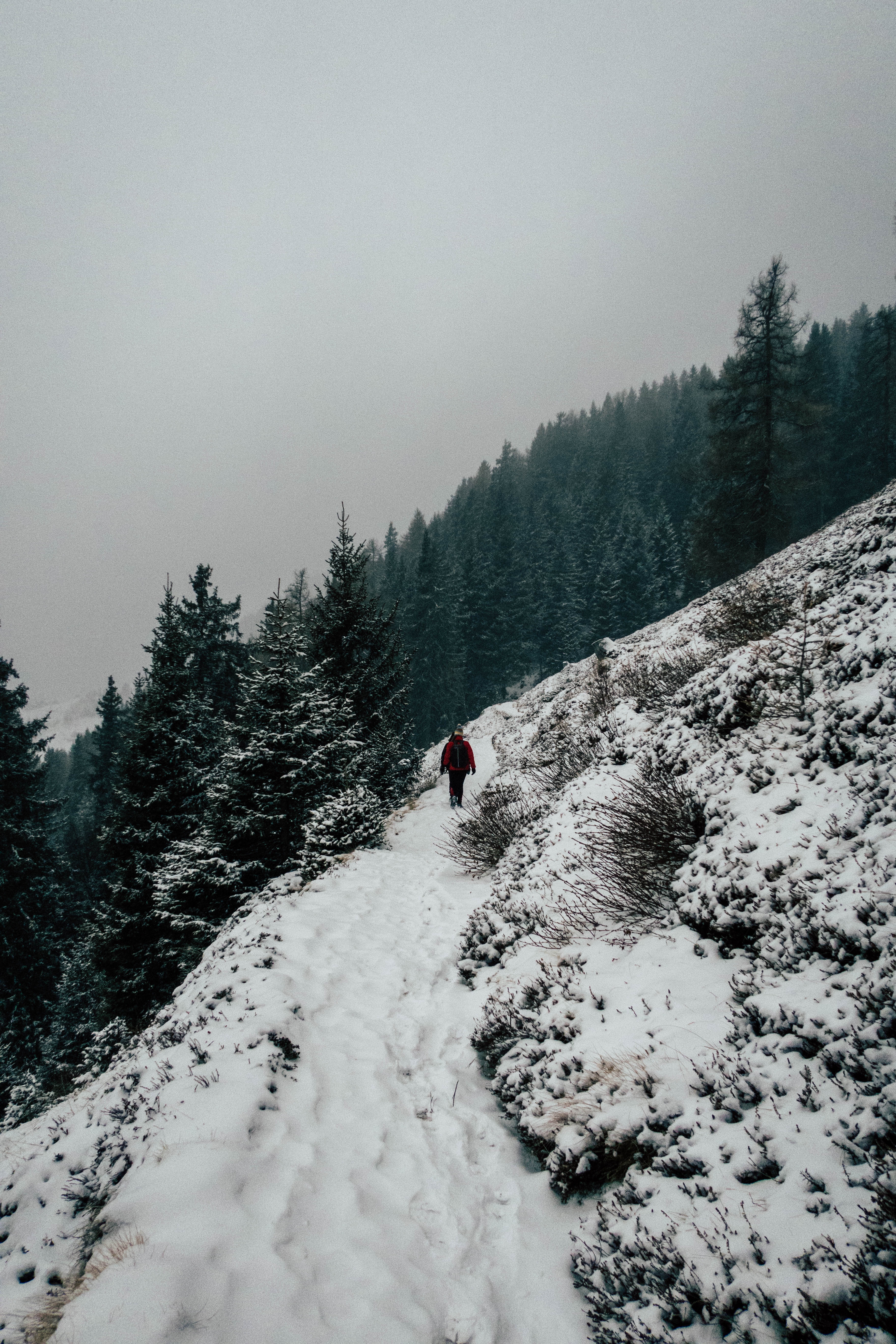 PCデスクトップに冬, 木, 雪, 標高, 自然画像を無料でダウンロード