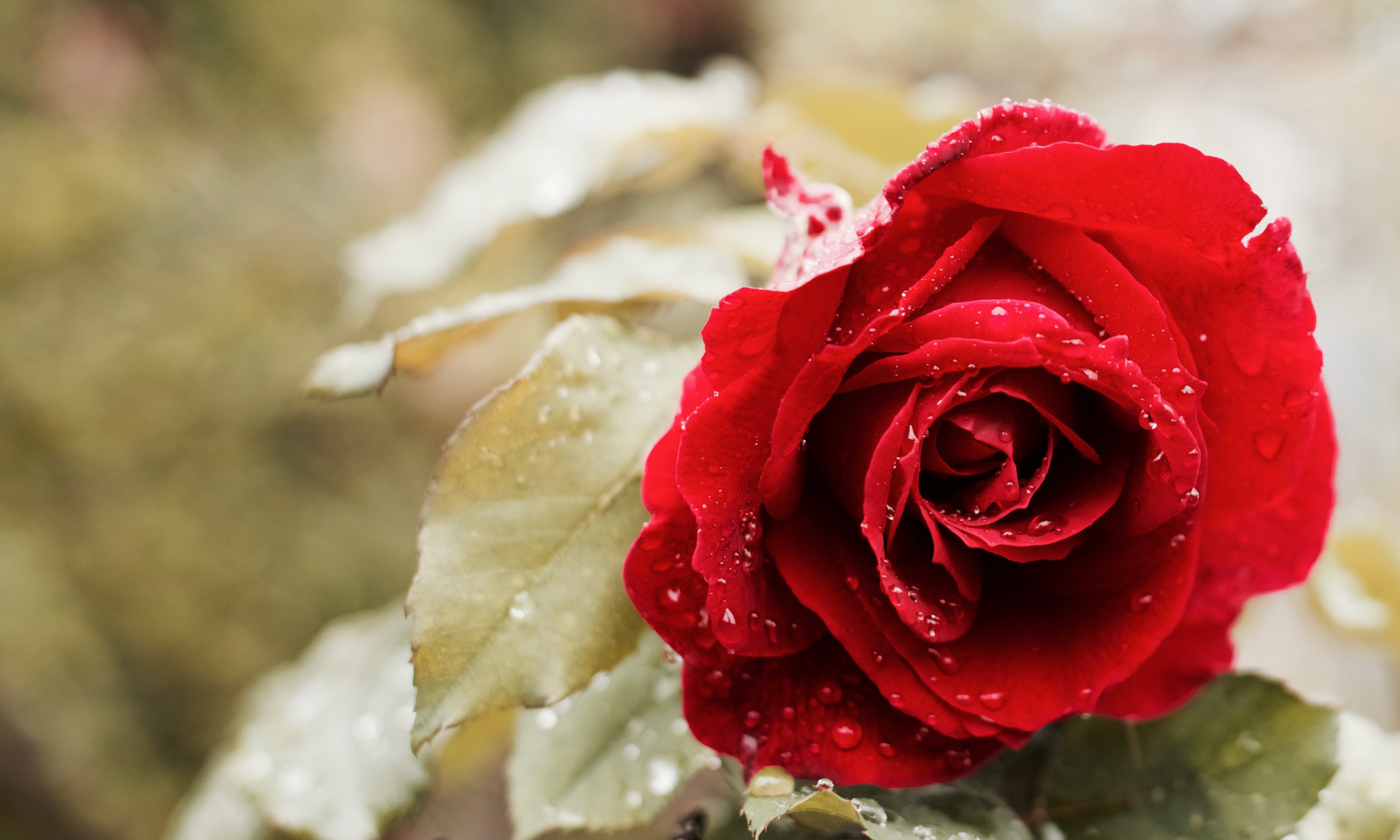Free download wallpaper Nature, Flowers, Flower, Rose, Earth, Red Flower on your PC desktop