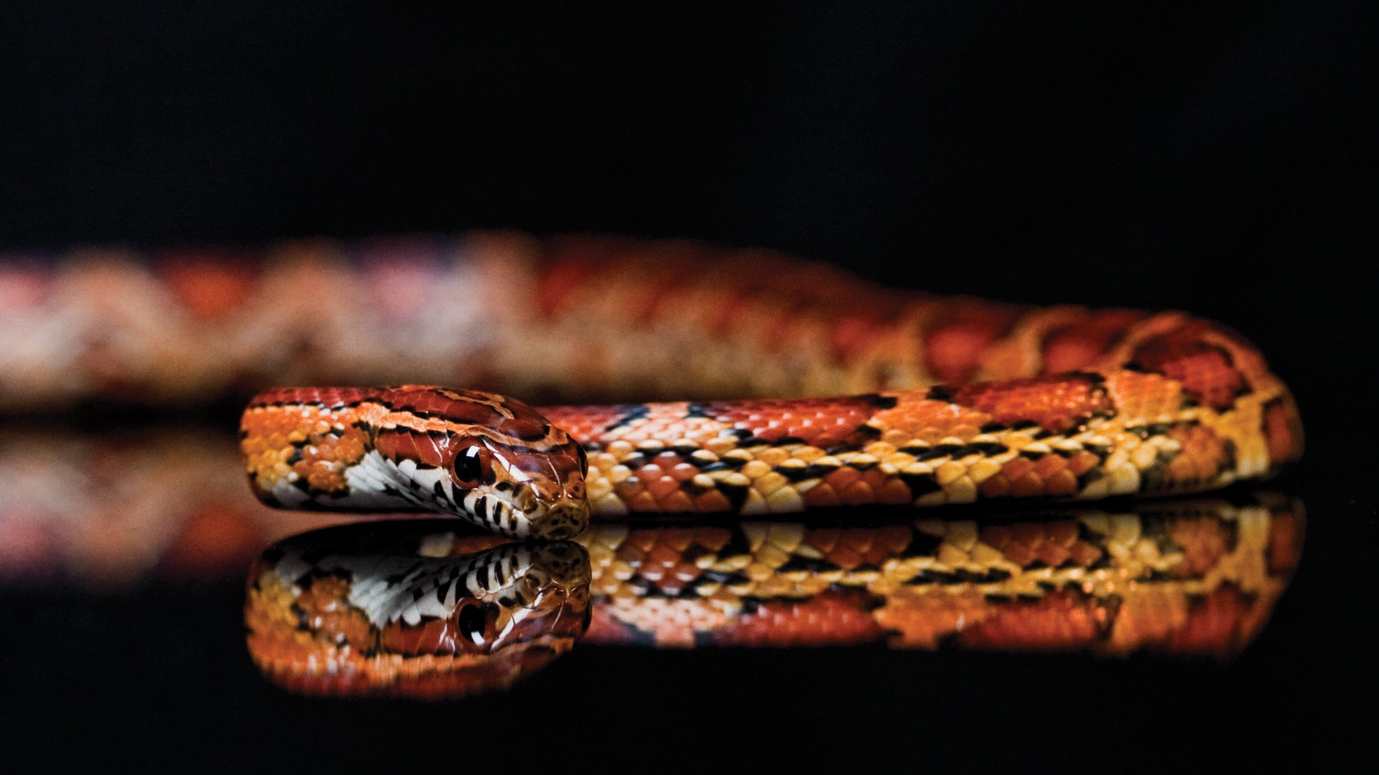 Téléchargez des papiers peints mobile Serpent, Reptiles, Animaux gratuitement.