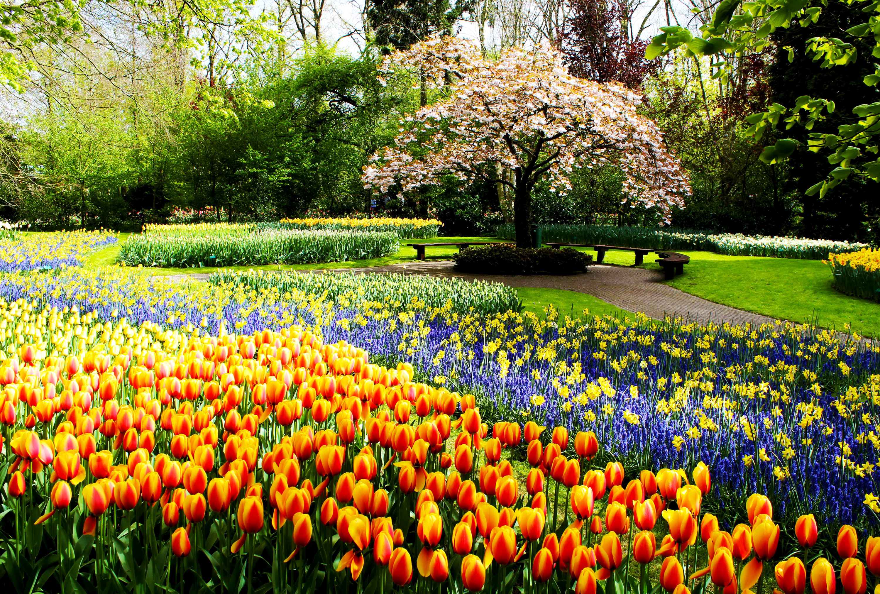 743762 скачать обои весна, тюльпан, цветущие, красочный, парк, дорога, сад, фотографии, цветок, дерево - заставки и картинки бесплатно
