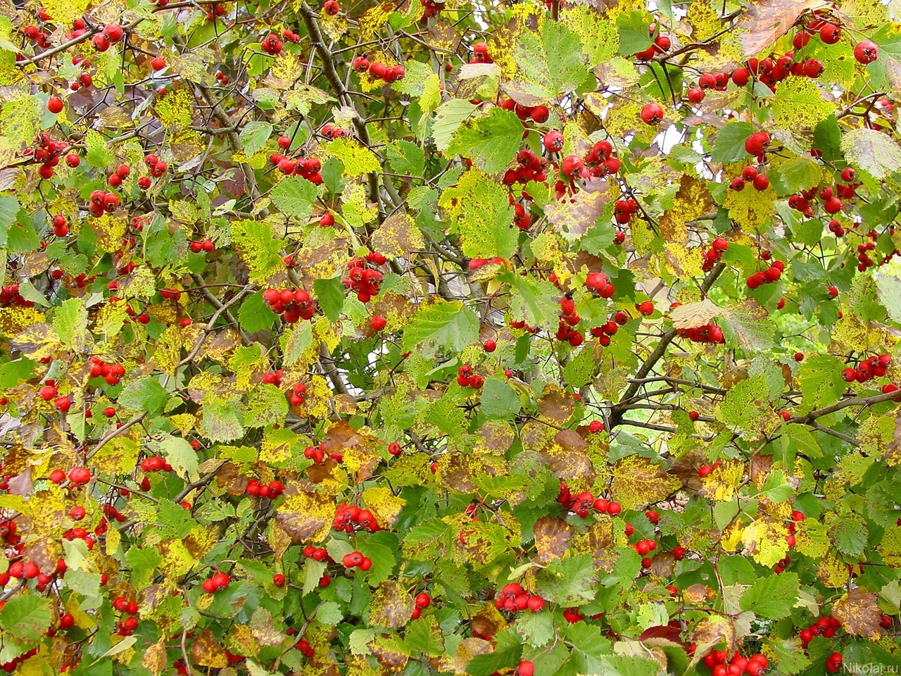 Handy-Wallpaper Pflanzen, Berries, Hintergrund kostenlos herunterladen.