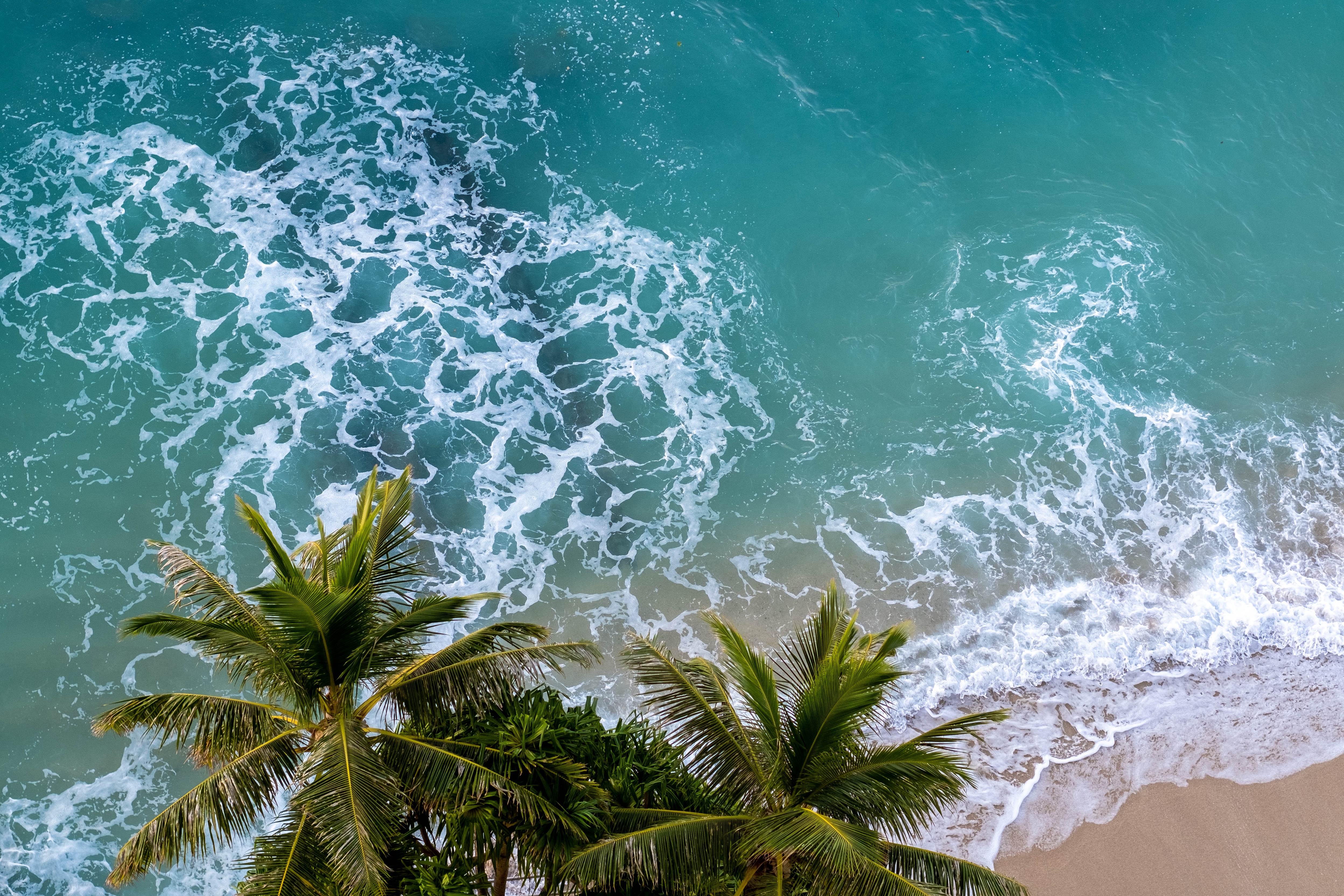150778 descargar fondo de pantalla mar, palma, naturaleza, playa, vista desde arriba: protectores de pantalla e imágenes gratis