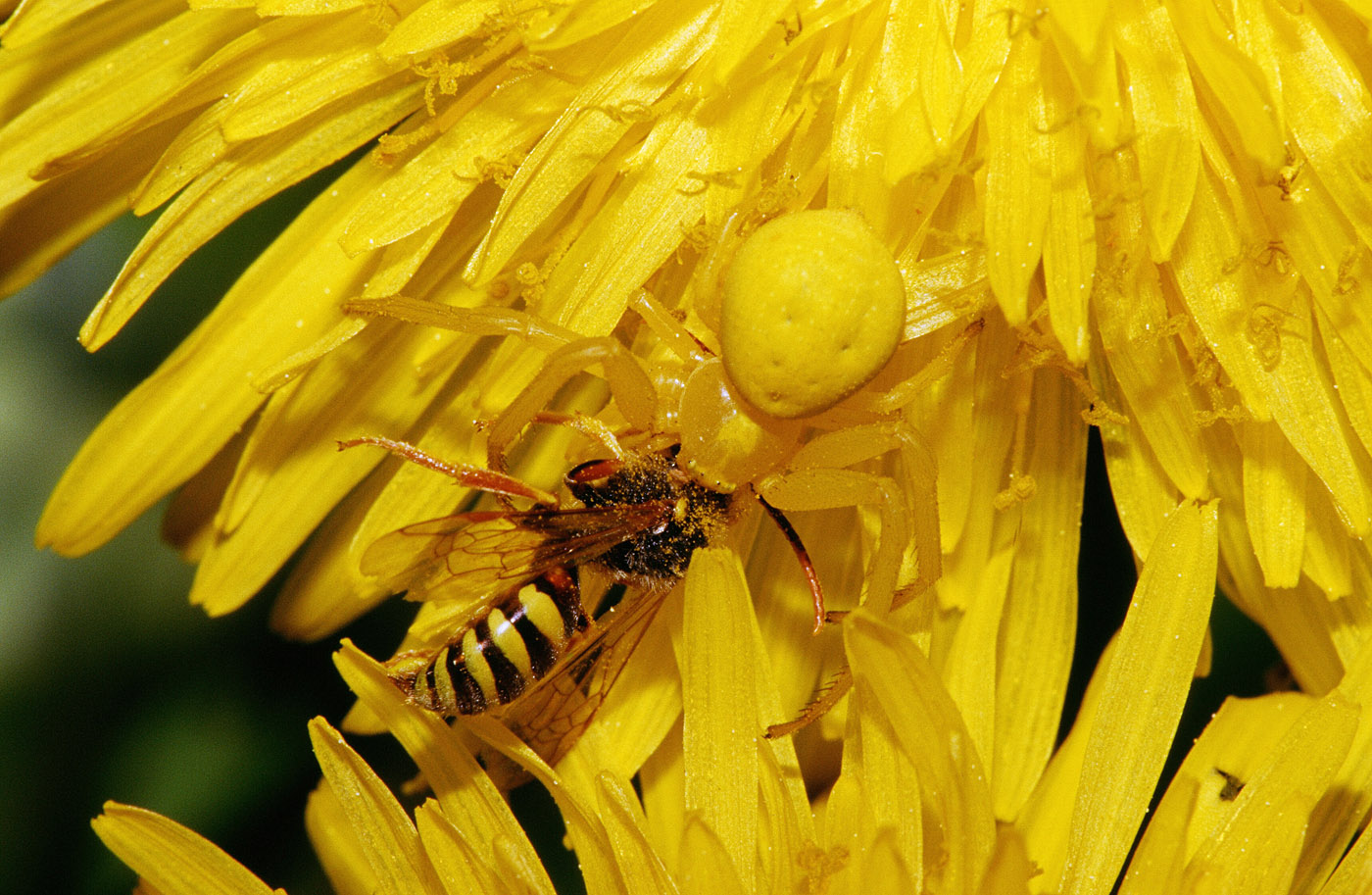 1075494 завантажити картинку комаха, тварина, бджола, квітка, павук, оса, жовта квітка - шпалери і заставки безкоштовно