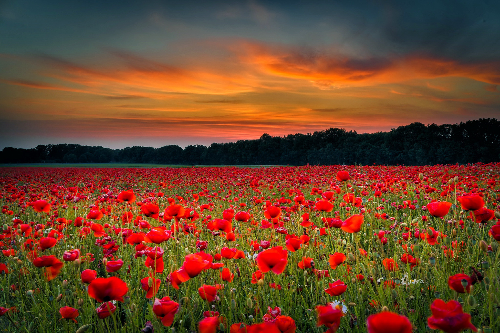 Téléchargez des papiers peints mobile Fleurs, Coquelicot, Fleur Rouge, Terre/nature gratuitement.