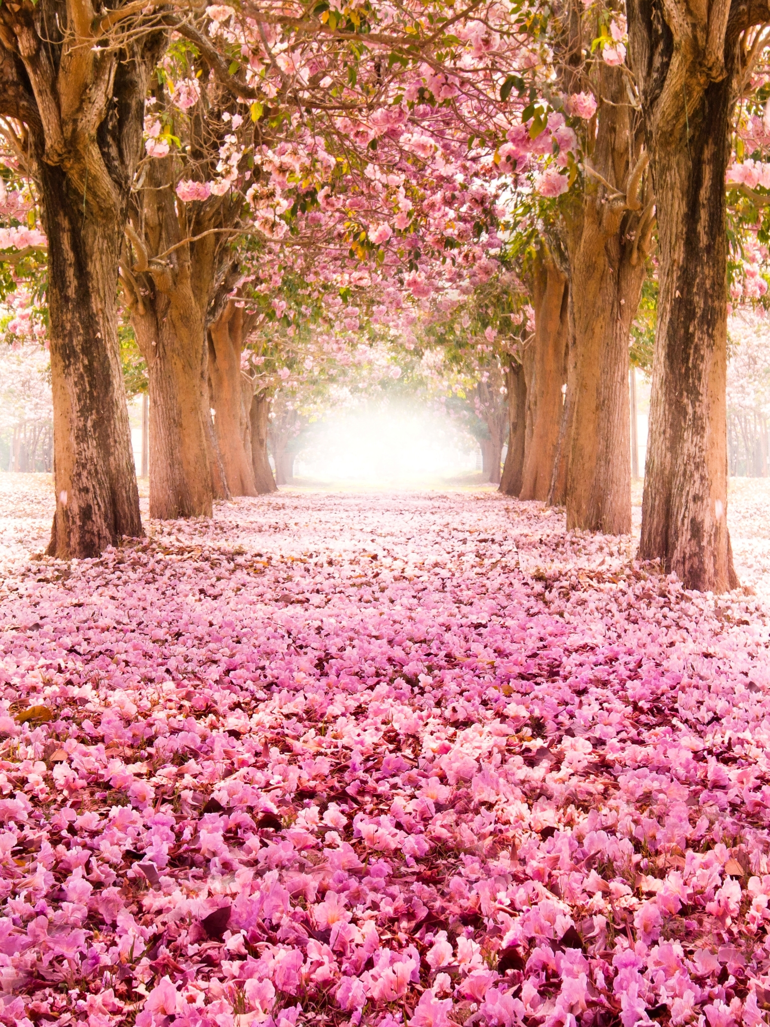 Скачать картинку Сакура, Парк, Дерево, Весна, Цветущие, Цвести, Земля/природа, Розовый Цветок в телефон бесплатно.