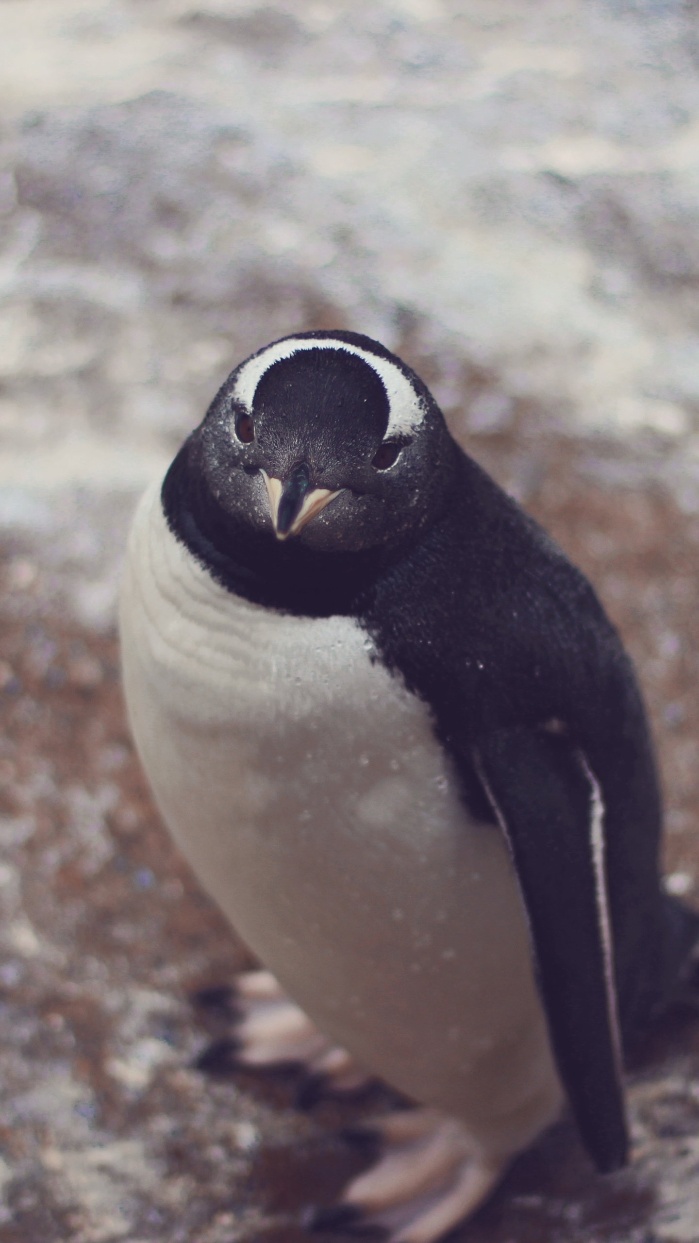 Baixar papel de parede para celular de Animais, Aves, Pássaro, Pinguim gratuito.