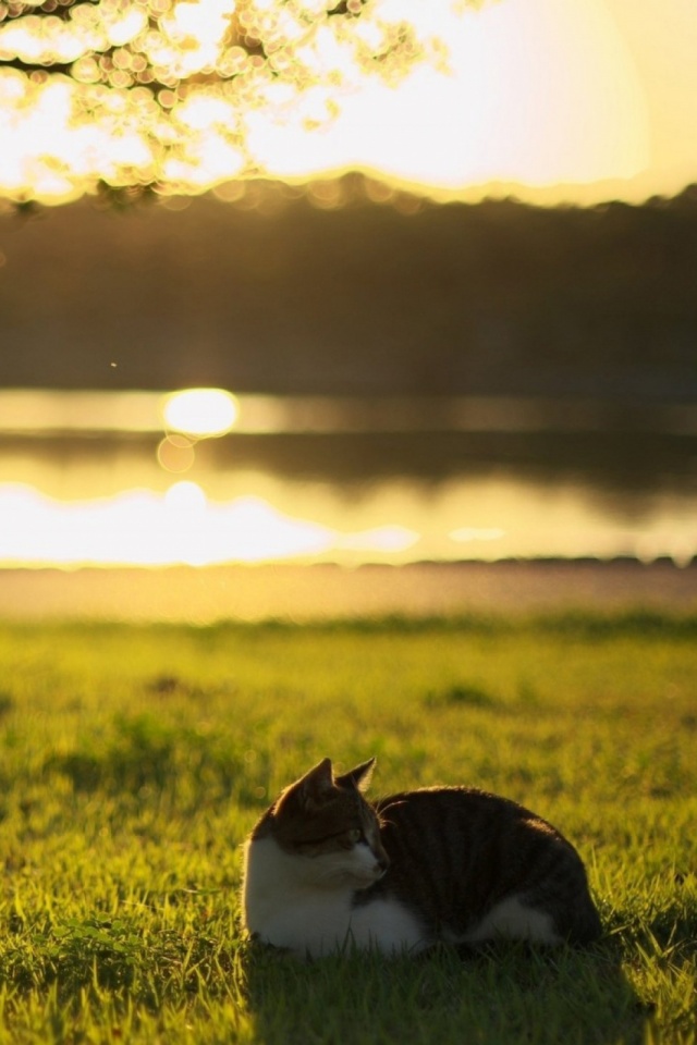 Download mobile wallpaper Cats, Grass, Cat, Animal for free.