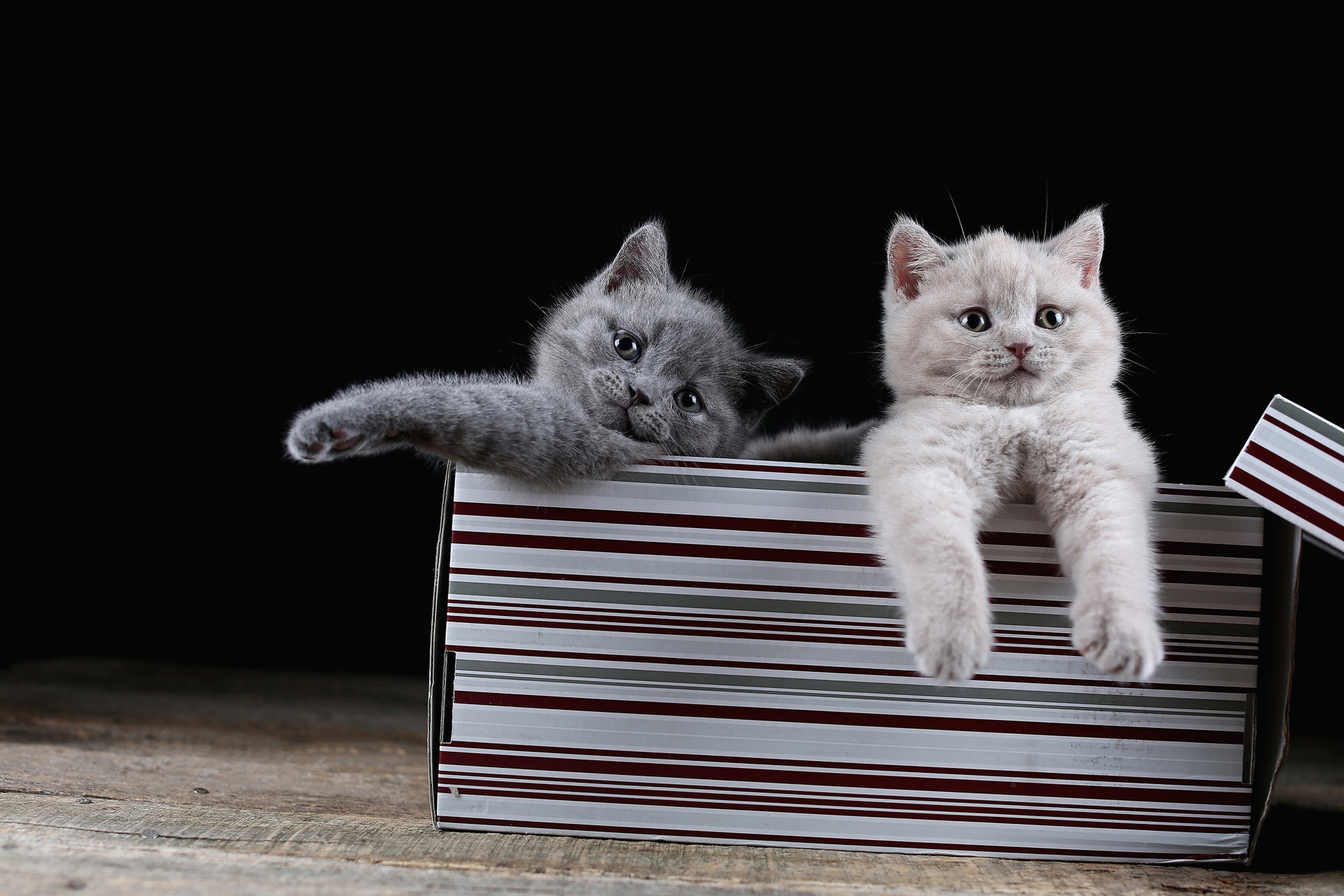 Free download wallpaper Cats, Cat, Kitten, Animal, Baby Animal on your PC desktop