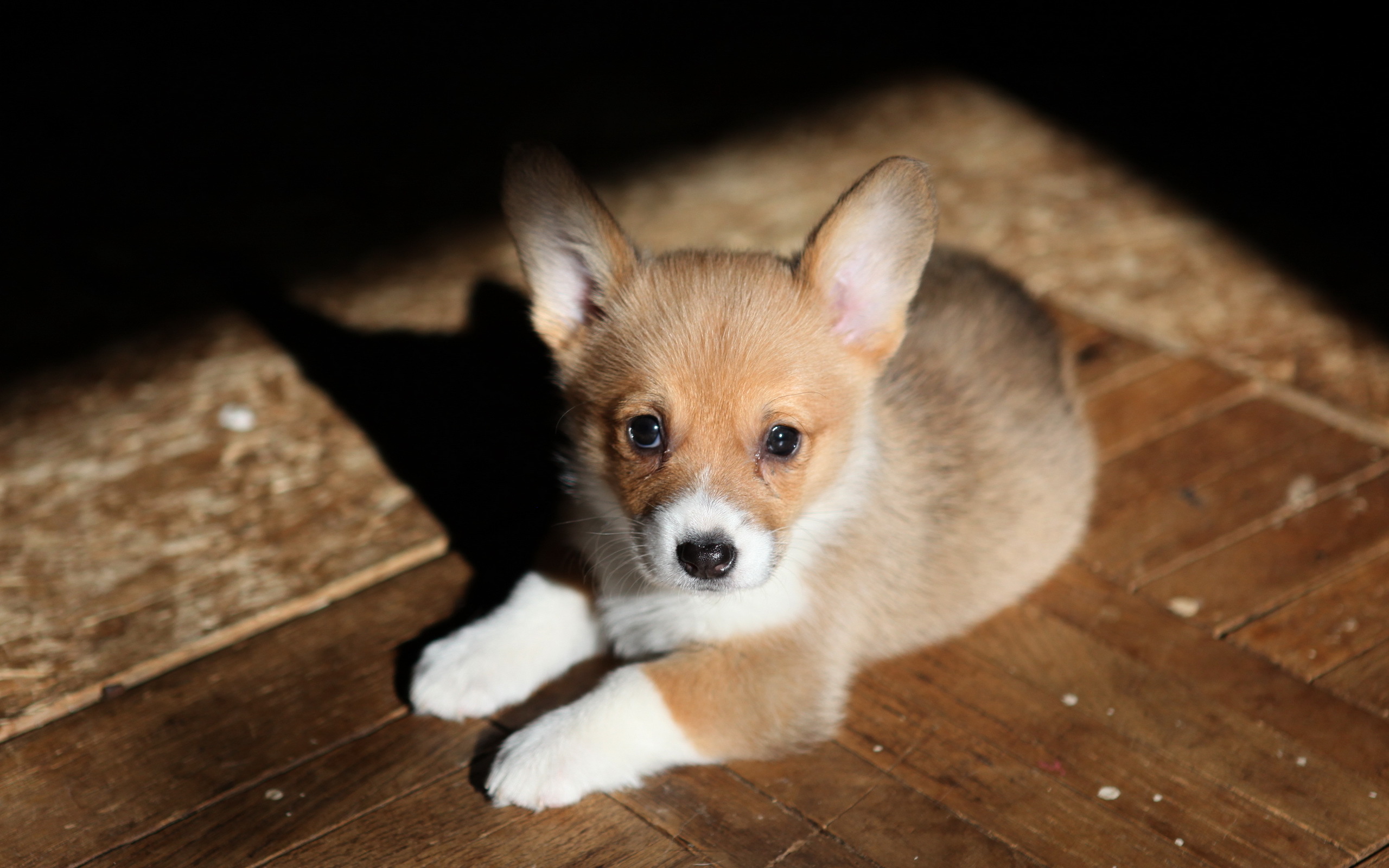 無料モバイル壁紙動物, 犬, 子犬をダウンロードします。