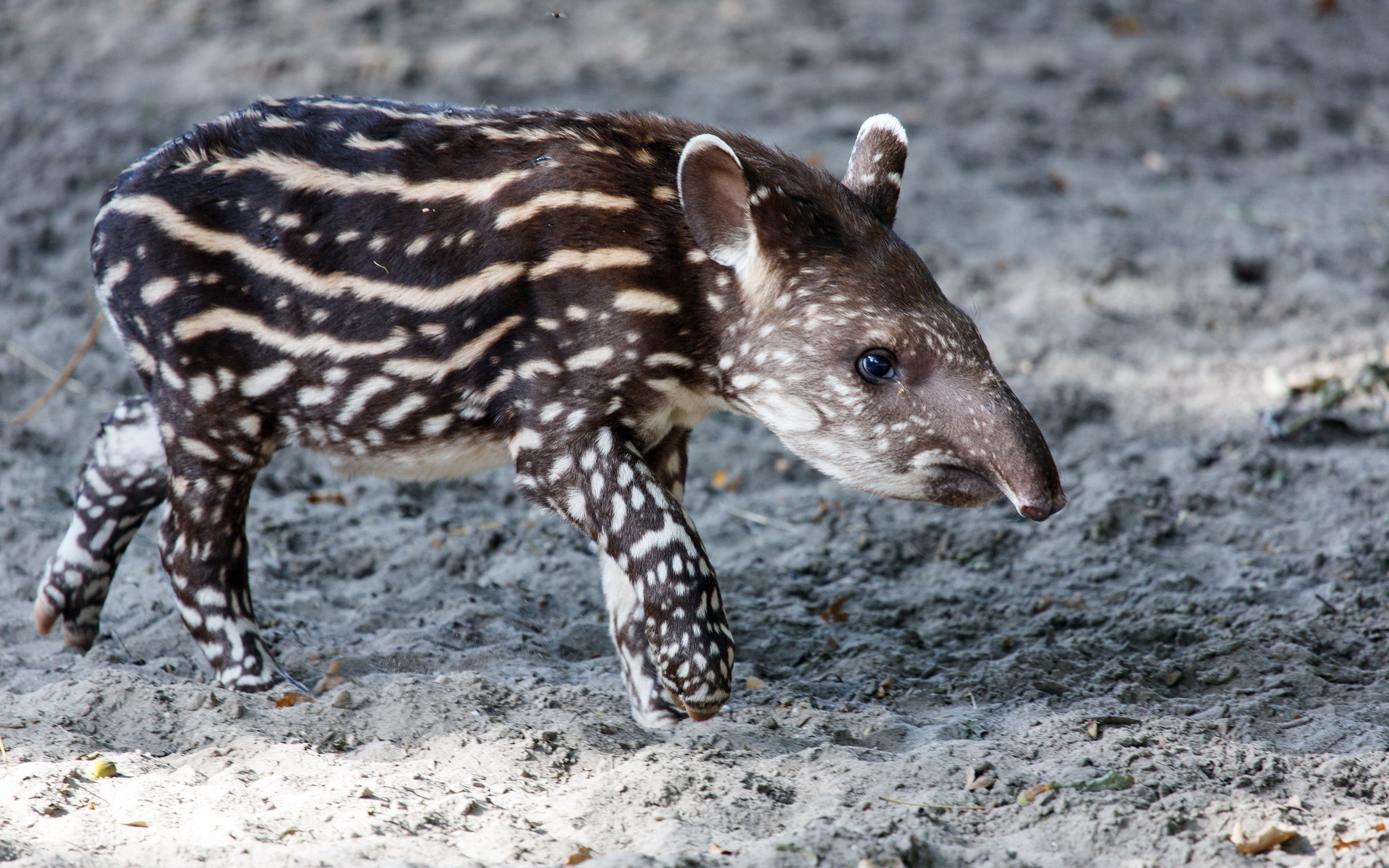 683375 Hintergrundbild herunterladen tiere, tapir - Bildschirmschoner und Bilder kostenlos