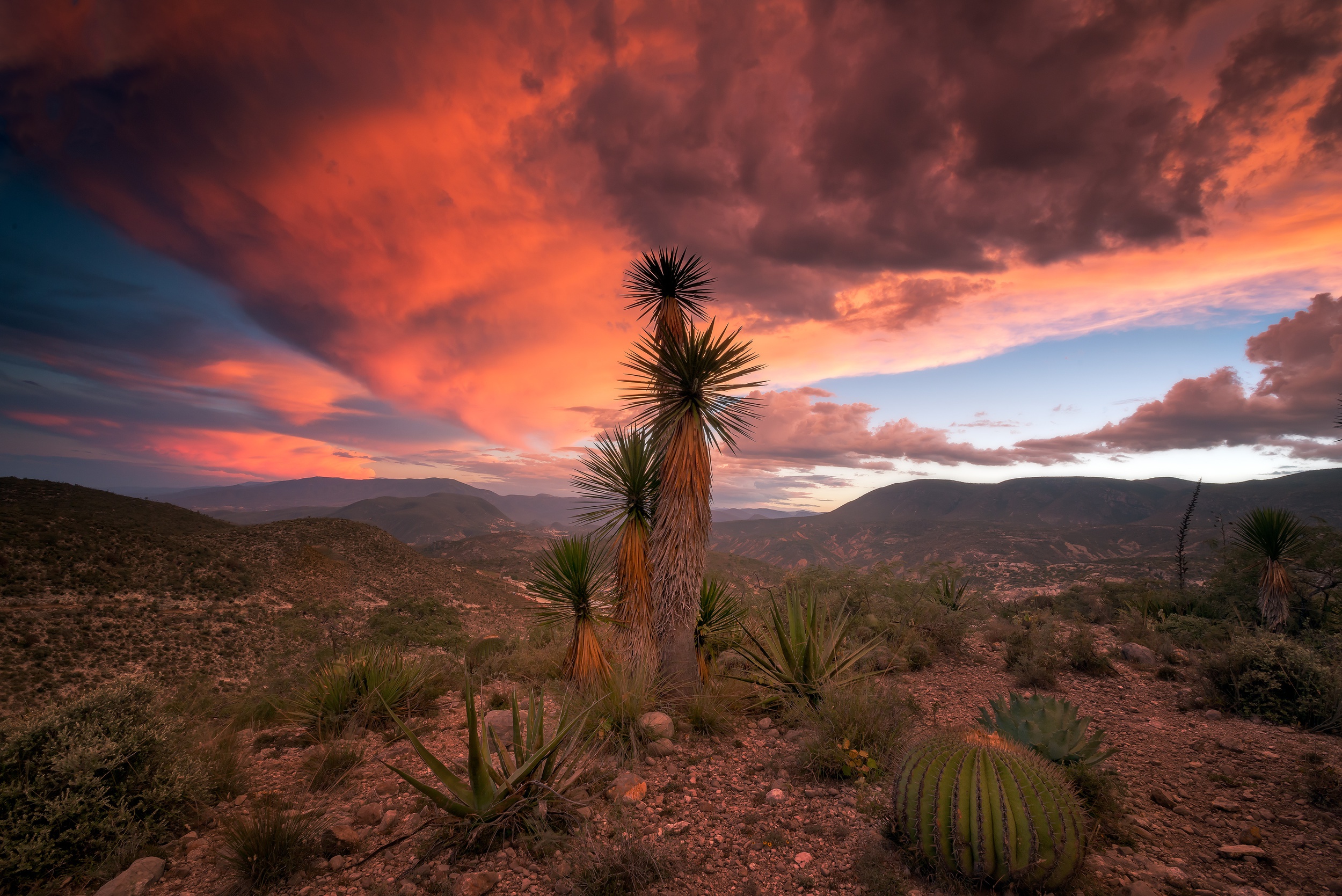 Download mobile wallpaper Landscape, Nature, Desert, Earth, Cactus, Cloud for free.