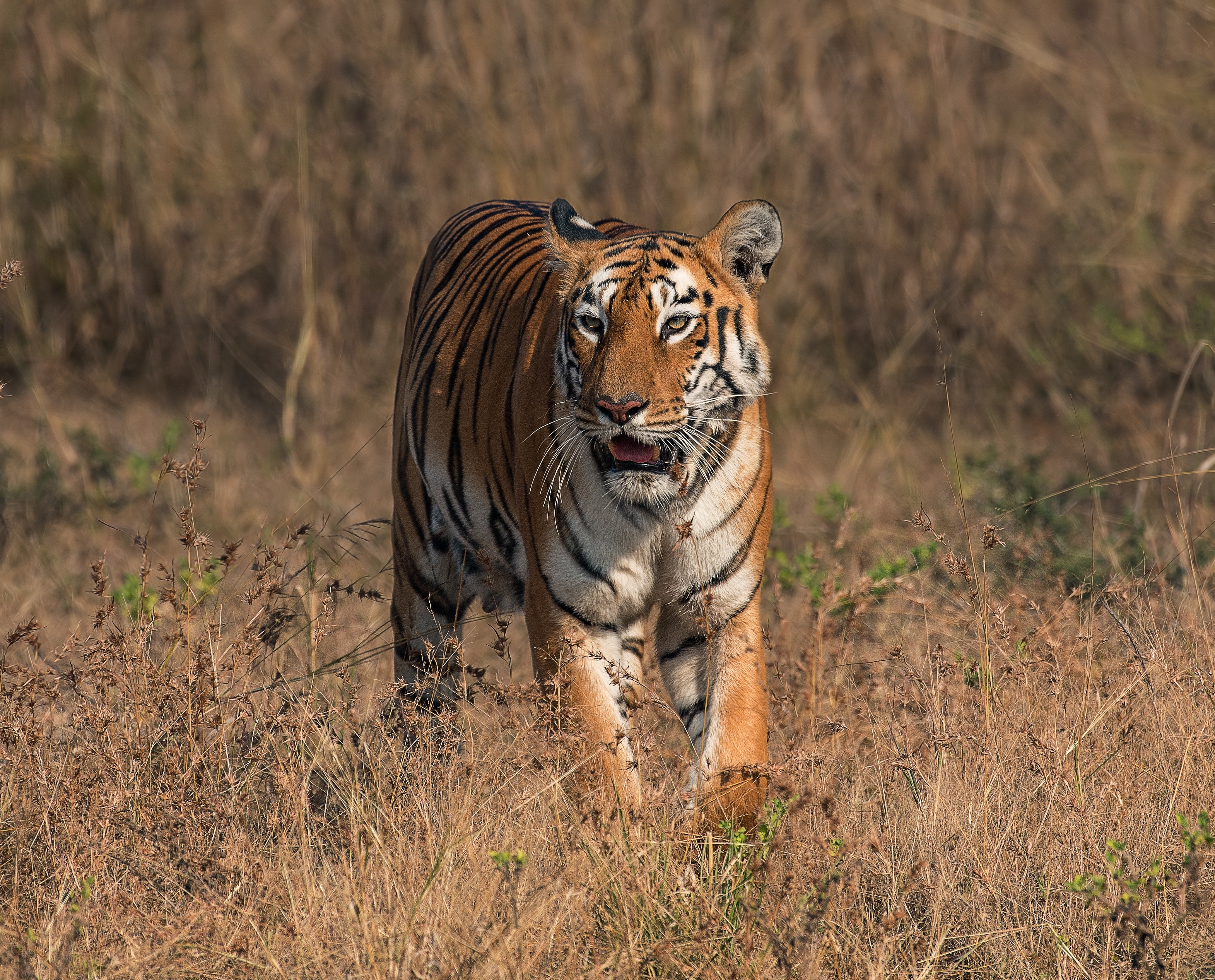 Laden Sie das Katzen, Tiere, Tiger-Bild kostenlos auf Ihren PC-Desktop herunter