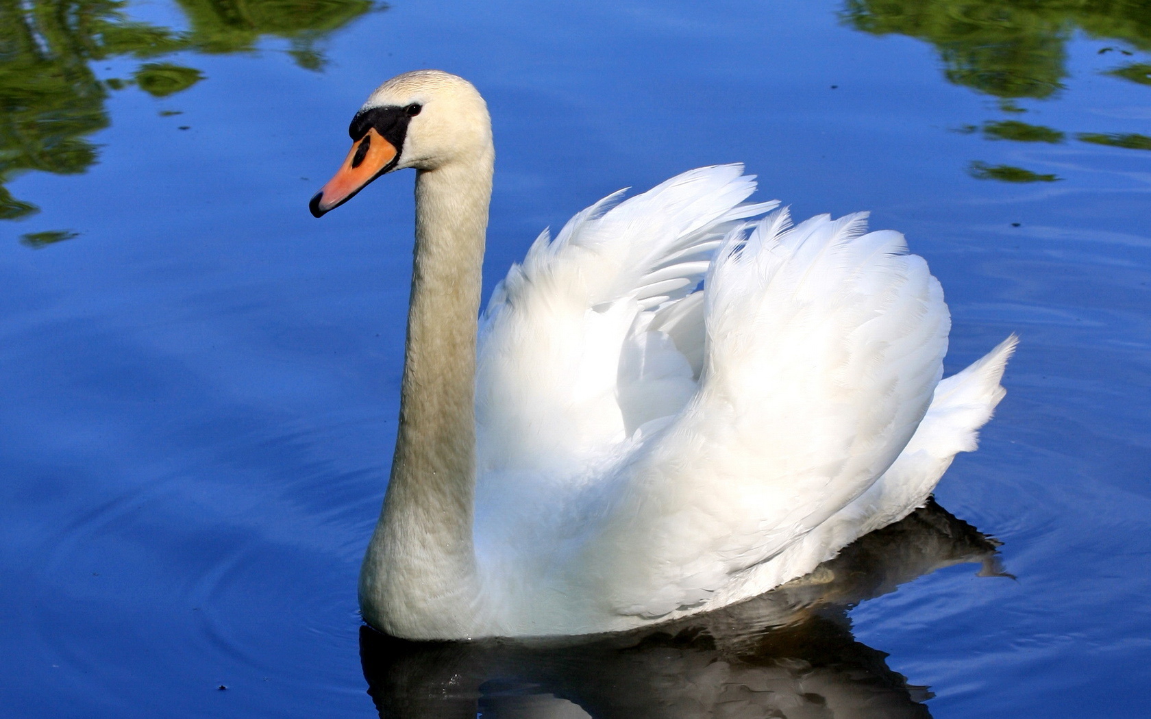 Free download wallpaper Birds, Animal, Mute Swan on your PC desktop