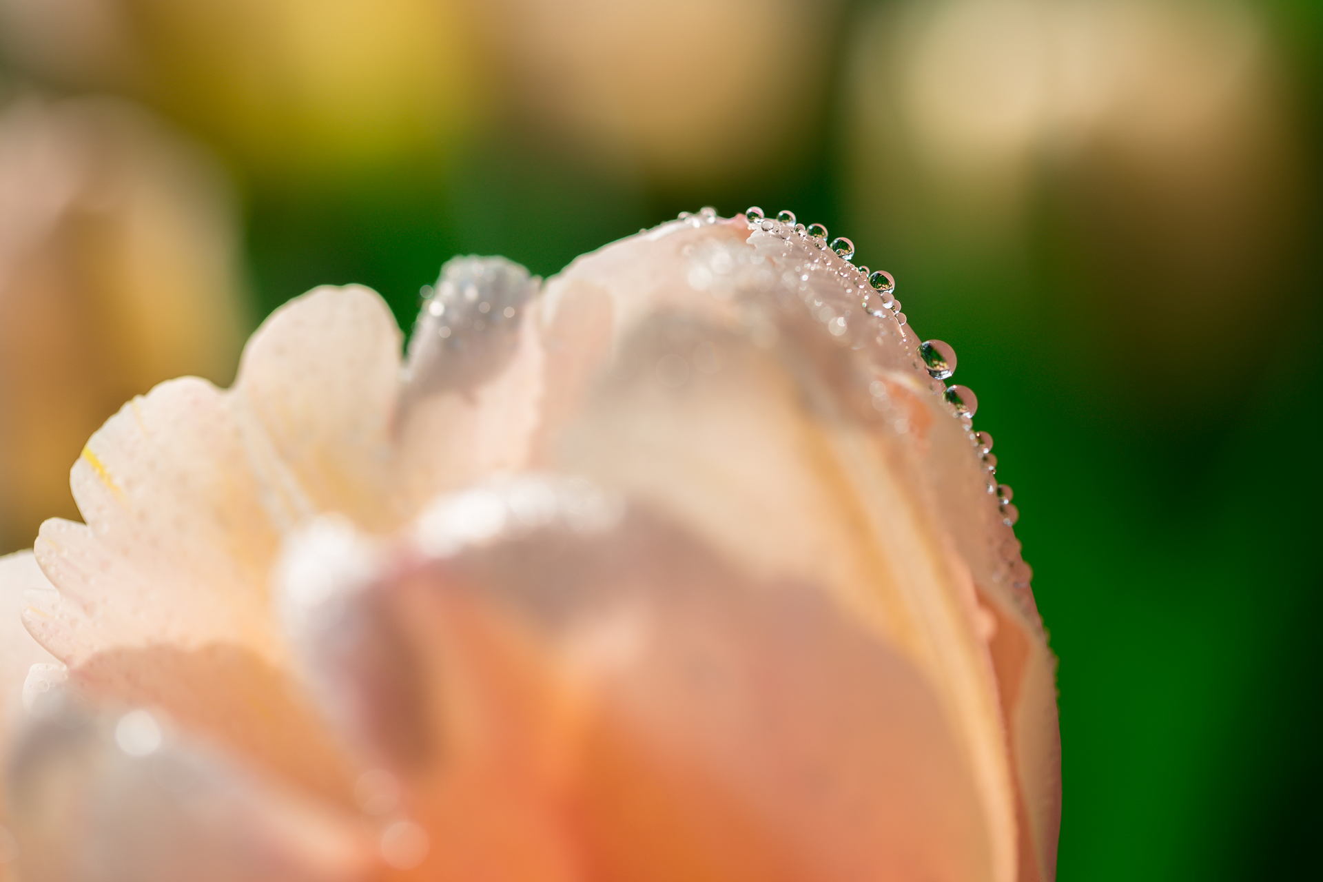 Téléchargez gratuitement l'image Tulipe, Fleur, Macro, Drops, Pétales sur le bureau de votre PC